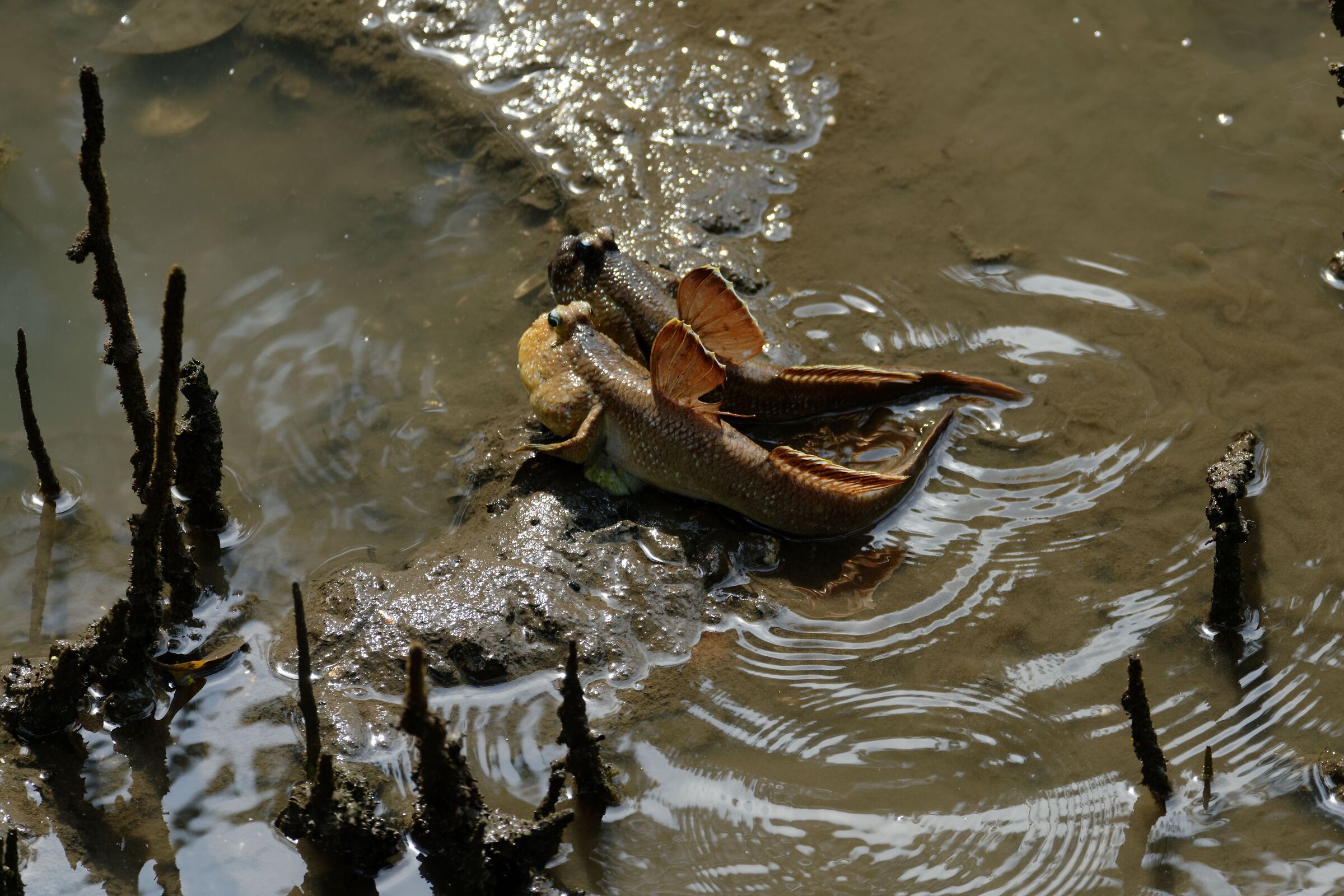 mud skipper