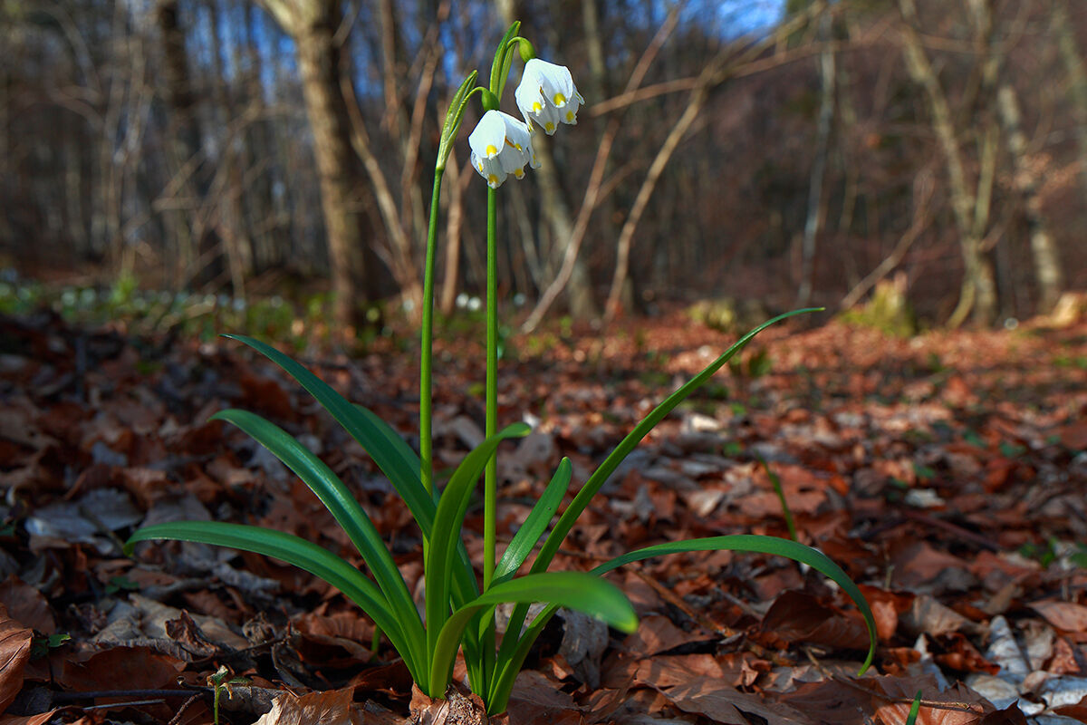 Spring bell