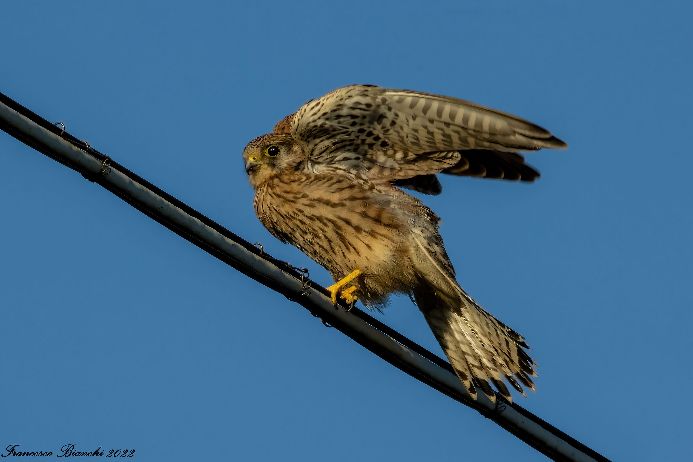 Female Kestrel