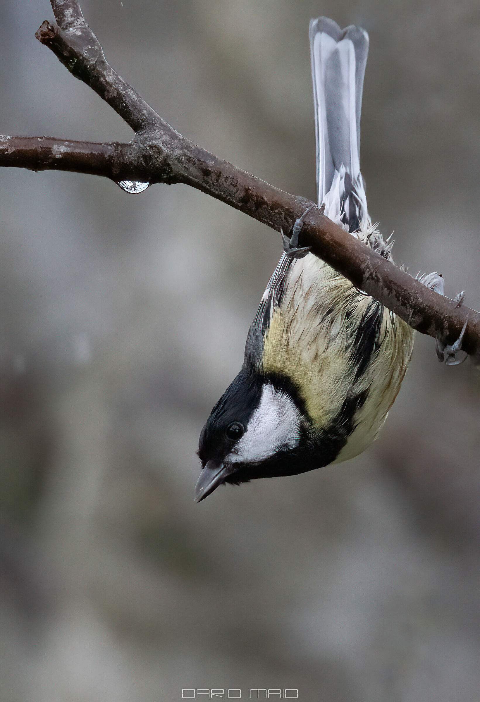 The acrobat... the great