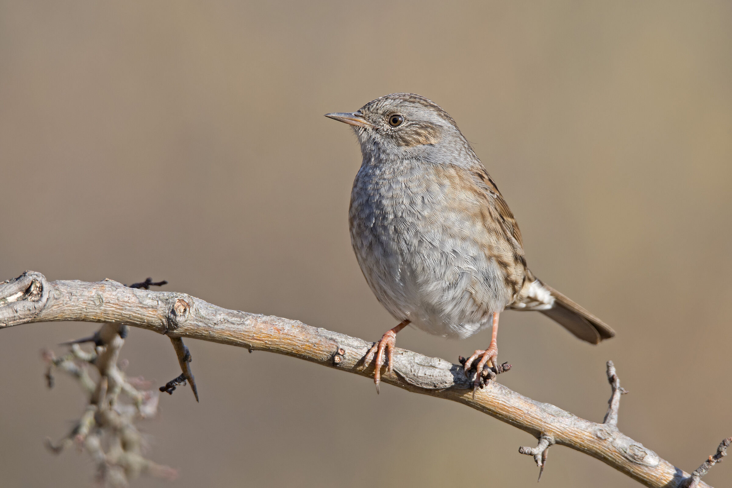 Passera scopaiola (Prunella modularis)