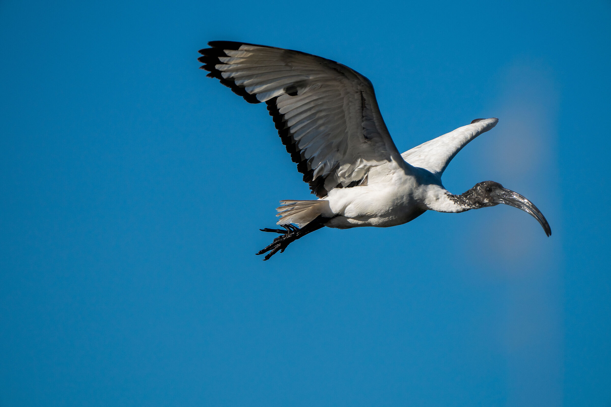 Threskiornis aethiopica