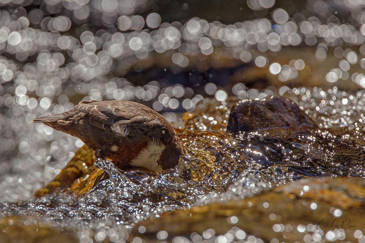 white-throated dipper