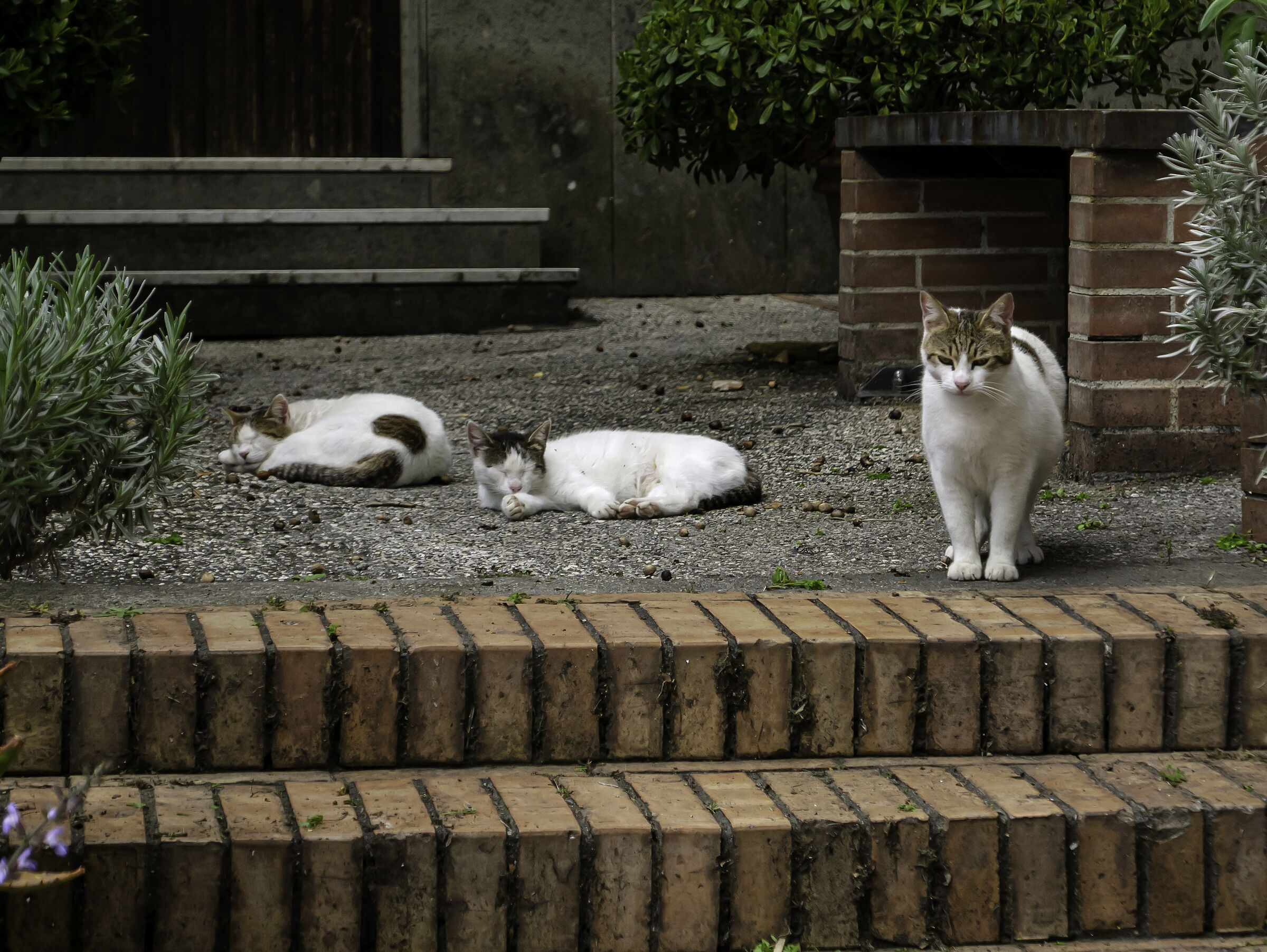 Di guardia ai gattini sonnecchianti...