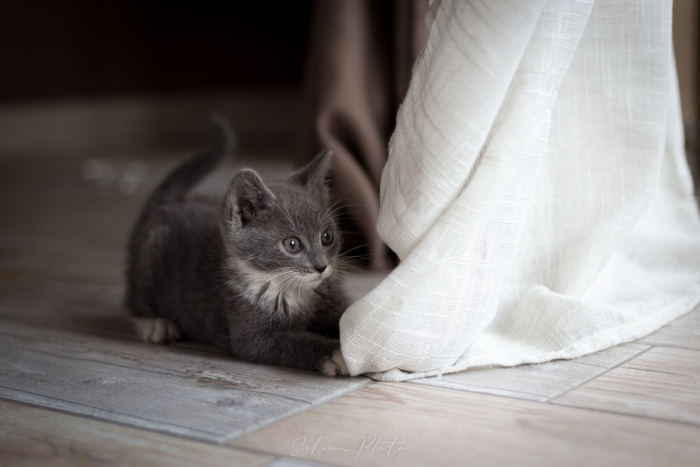 ombra