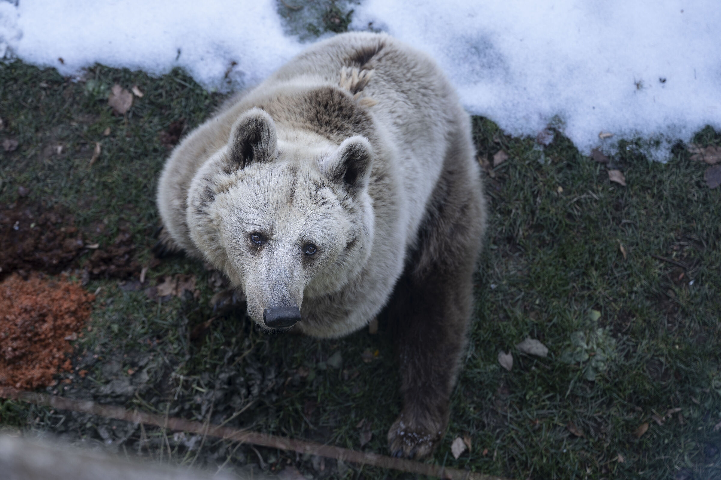 The Orecchiella bear