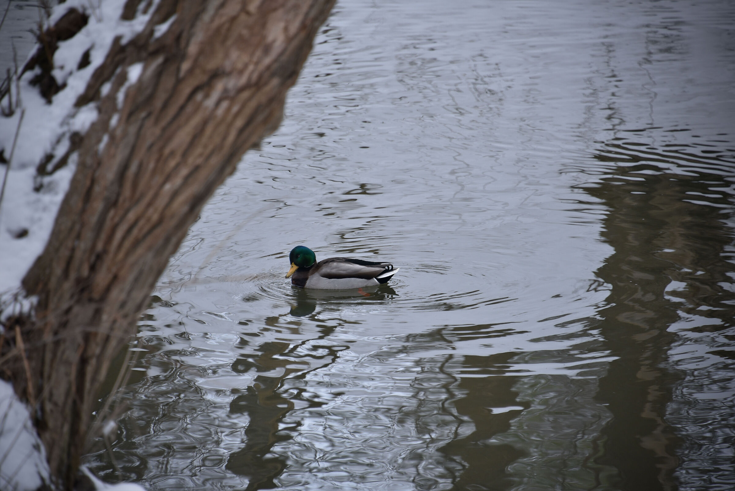 Non è facile nuotare nel fiume a -20c.