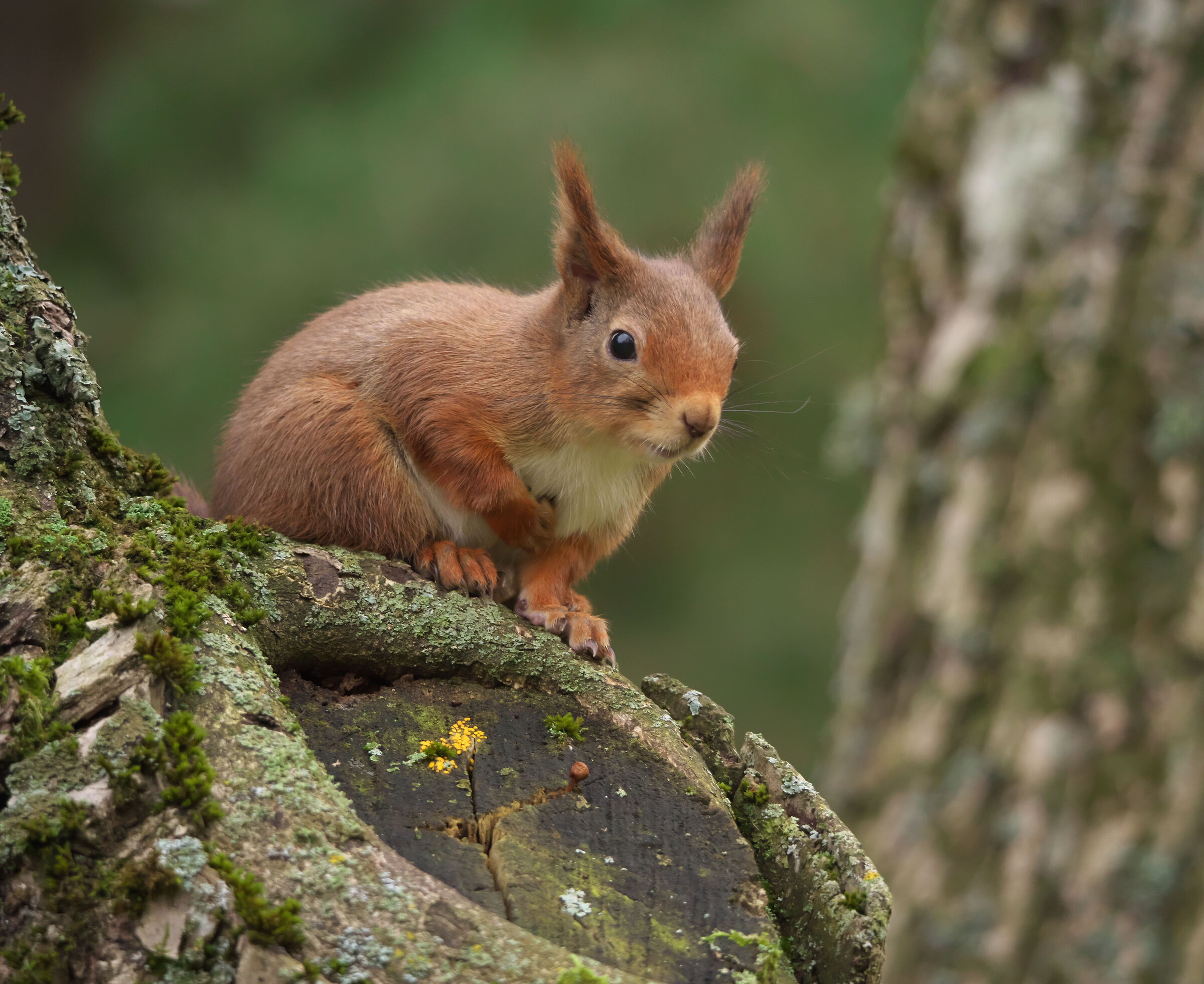 Ritratto di Scoiattolo