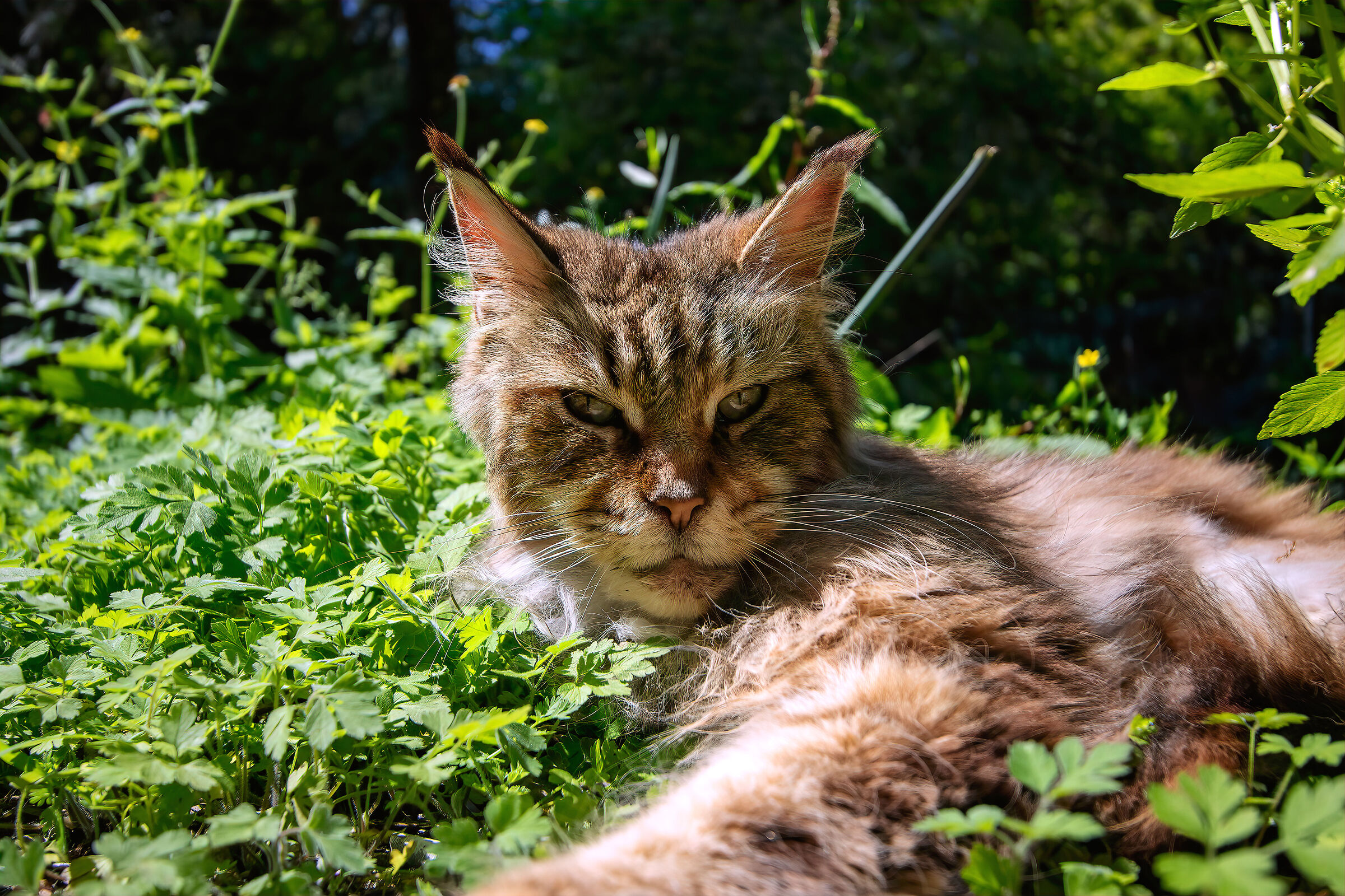 Sarà un gatto?