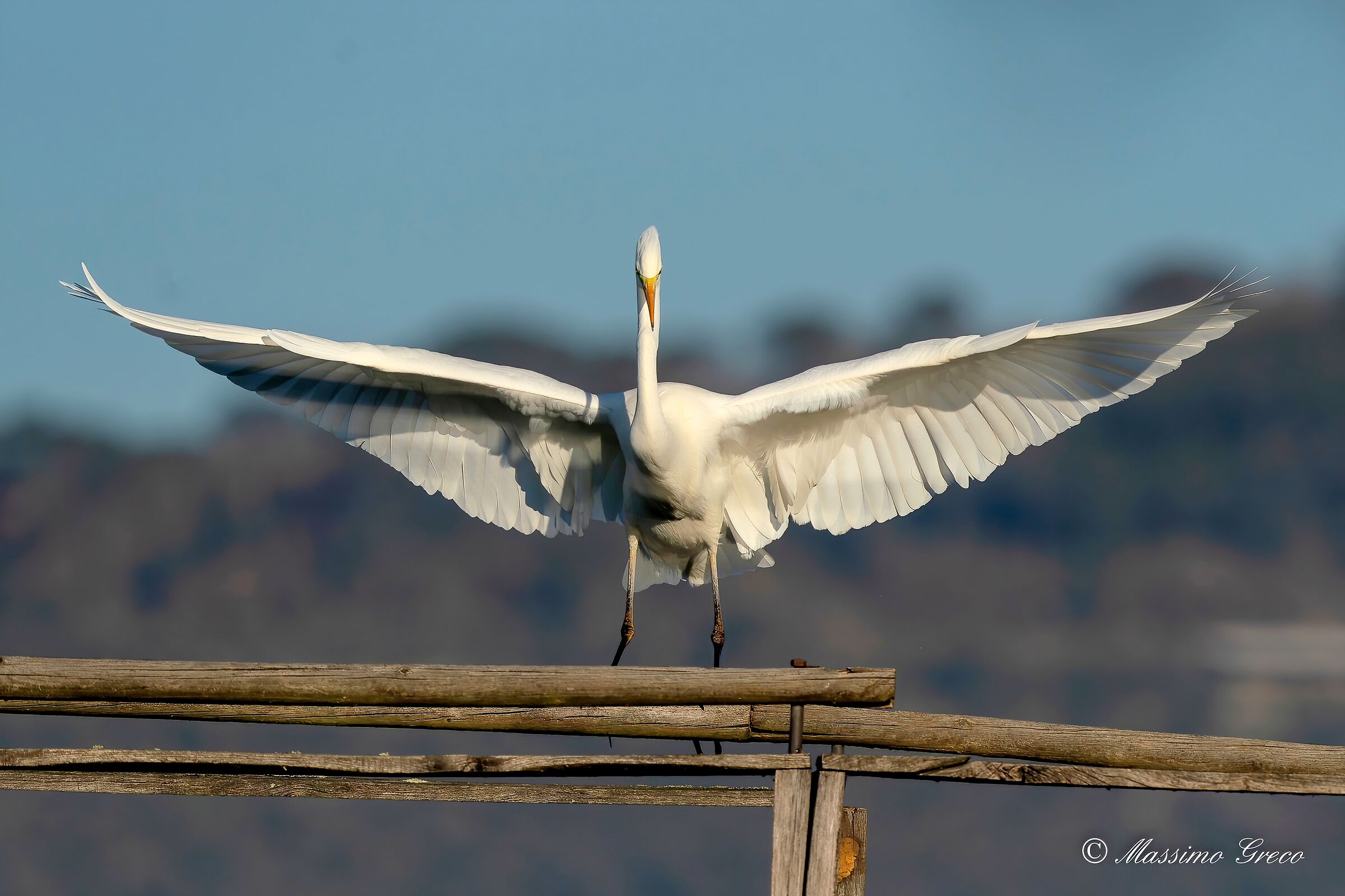 Great White Heron (Casmerodius albus)