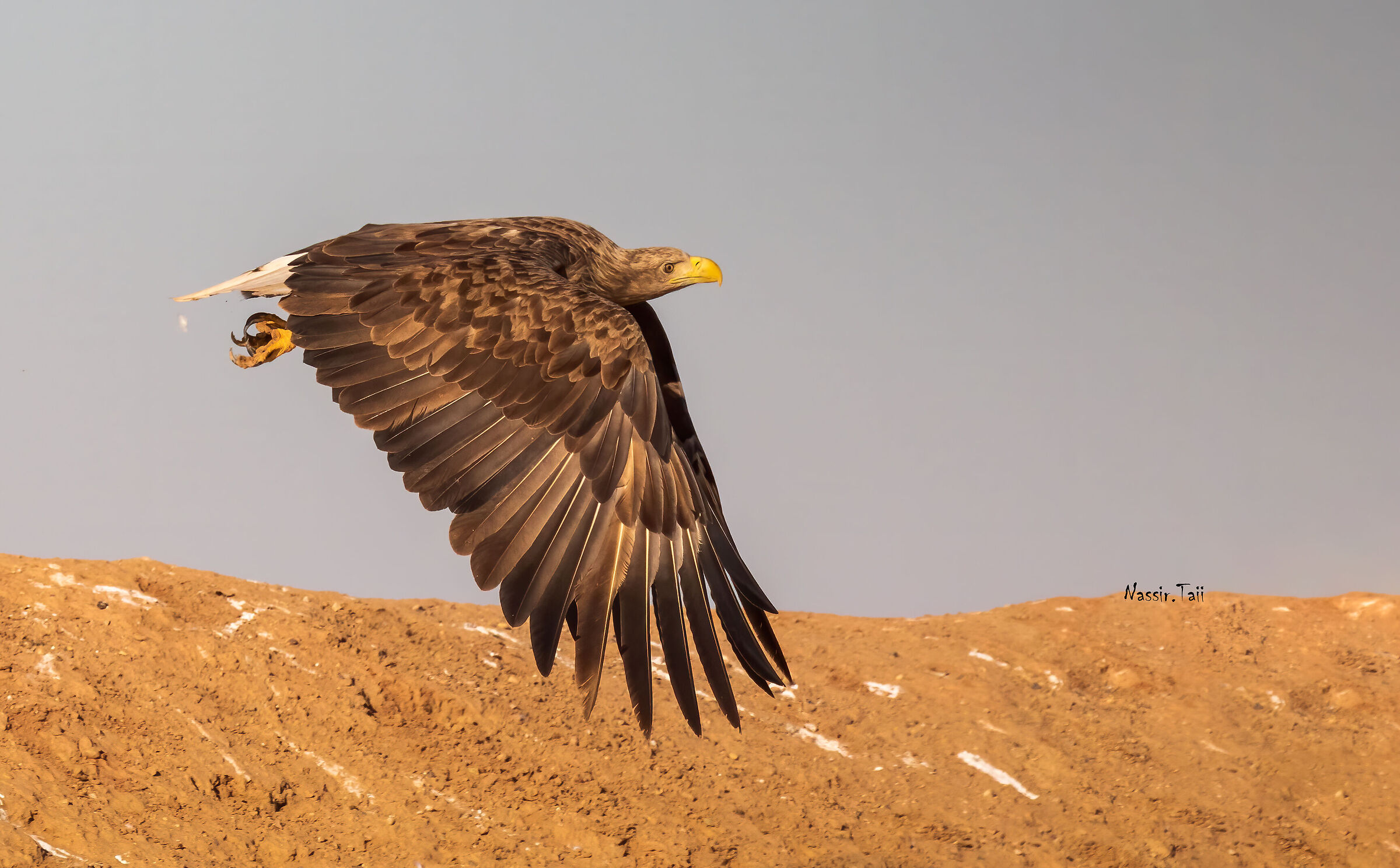 Aquila dalla coda bianca