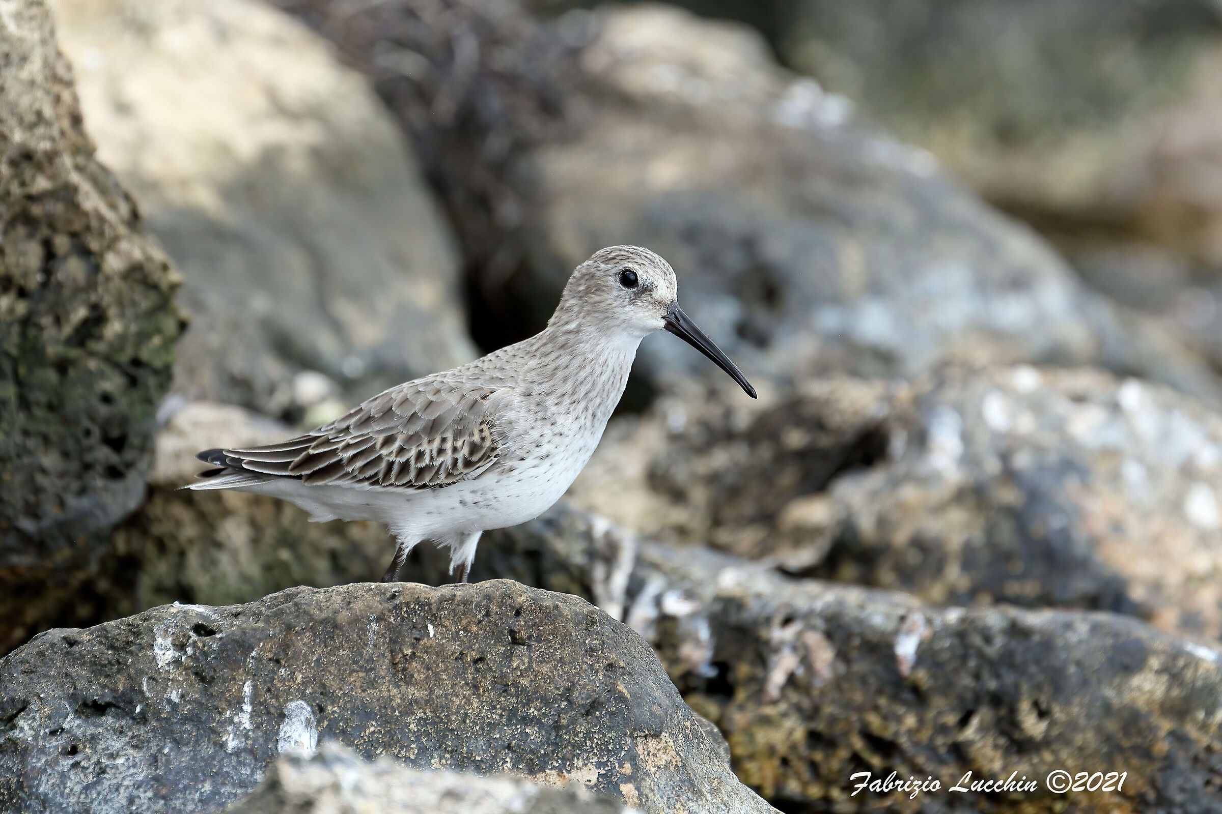 Piovanello pancianera