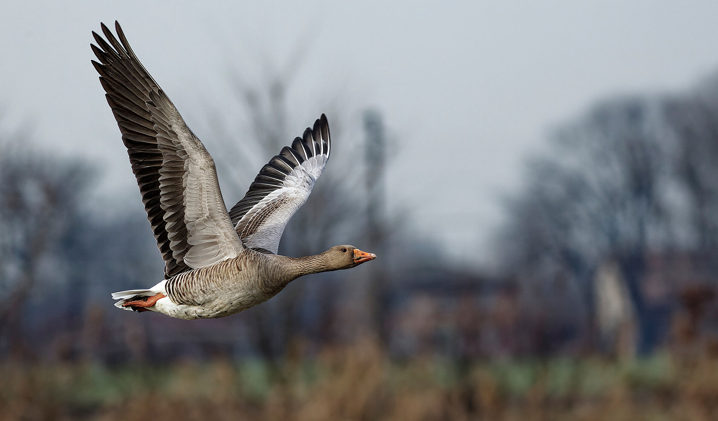 With outstretched wings