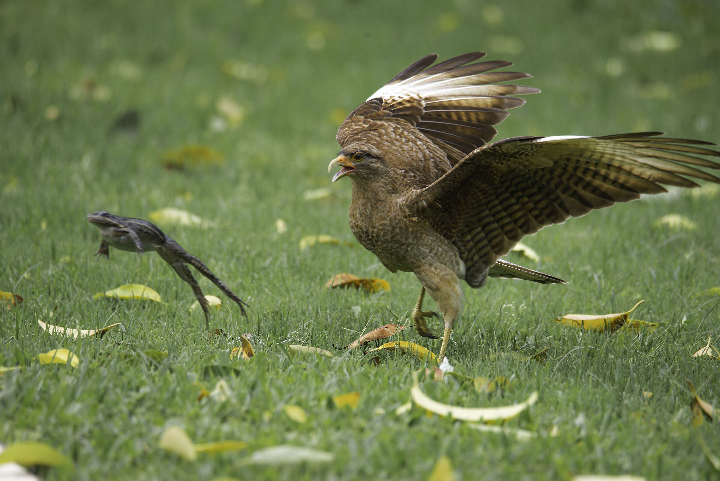 El Chimango y el Sapo (Il Falco e il Rospo)