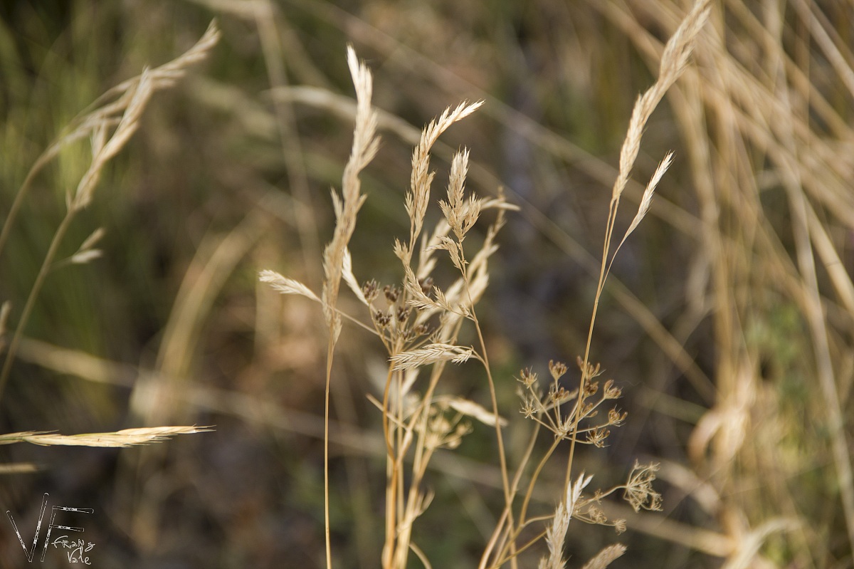 più dorato dell'oro