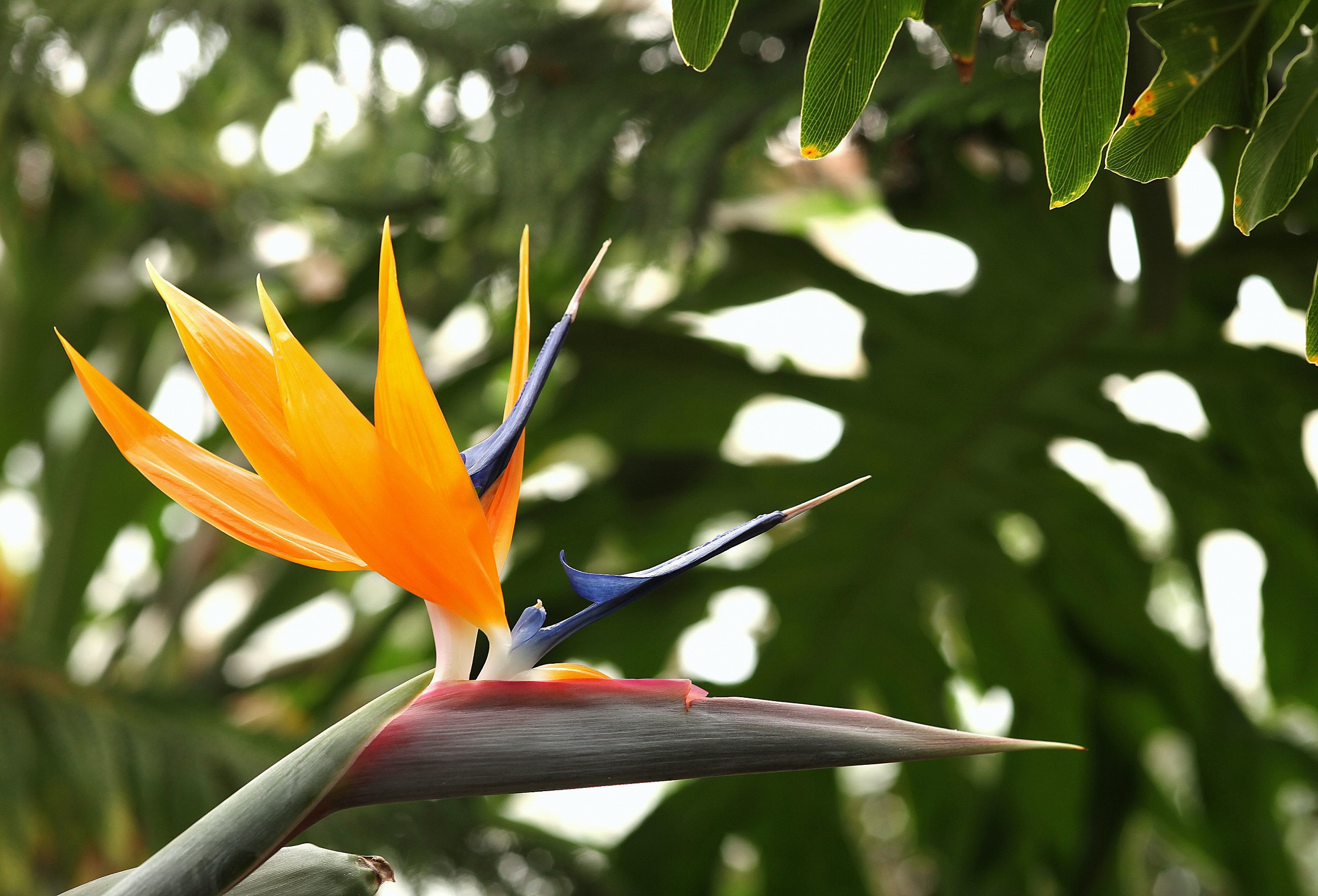 Bird of Paradise Flower