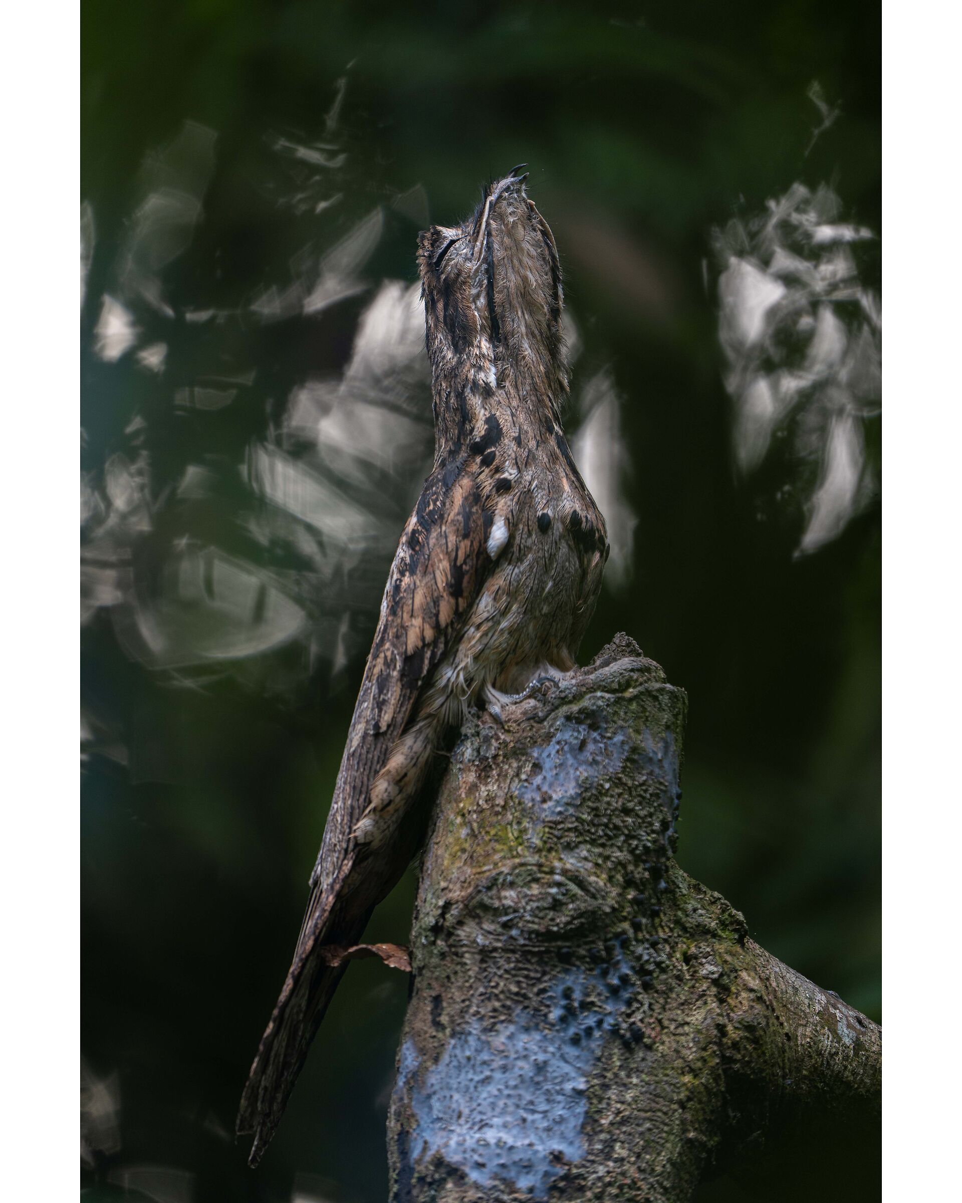 Common potoo - 2