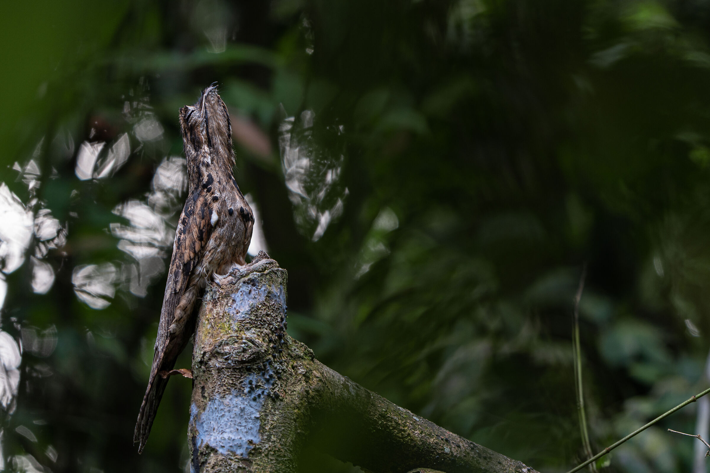 Common potoo