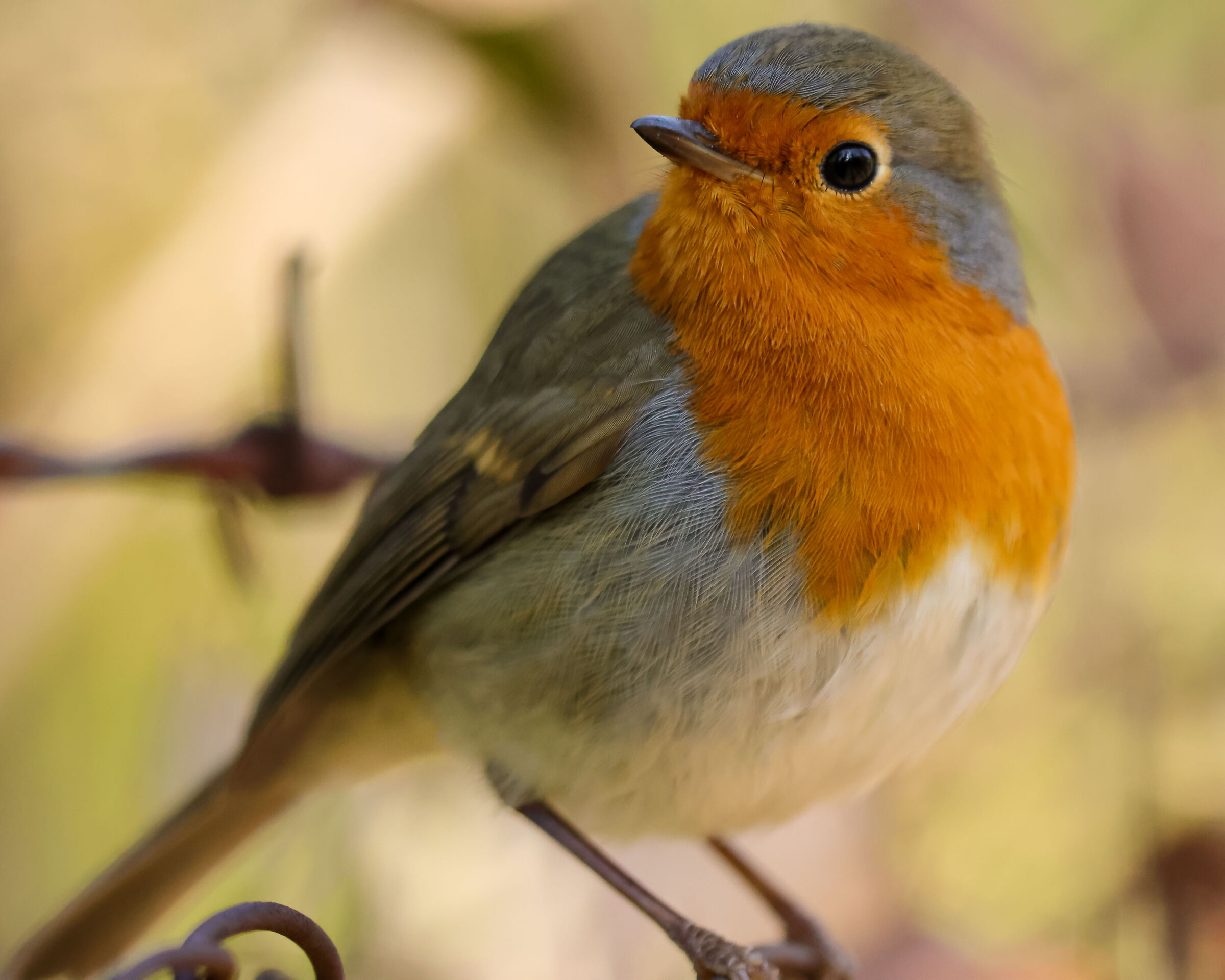 Incontri ravvicinati....