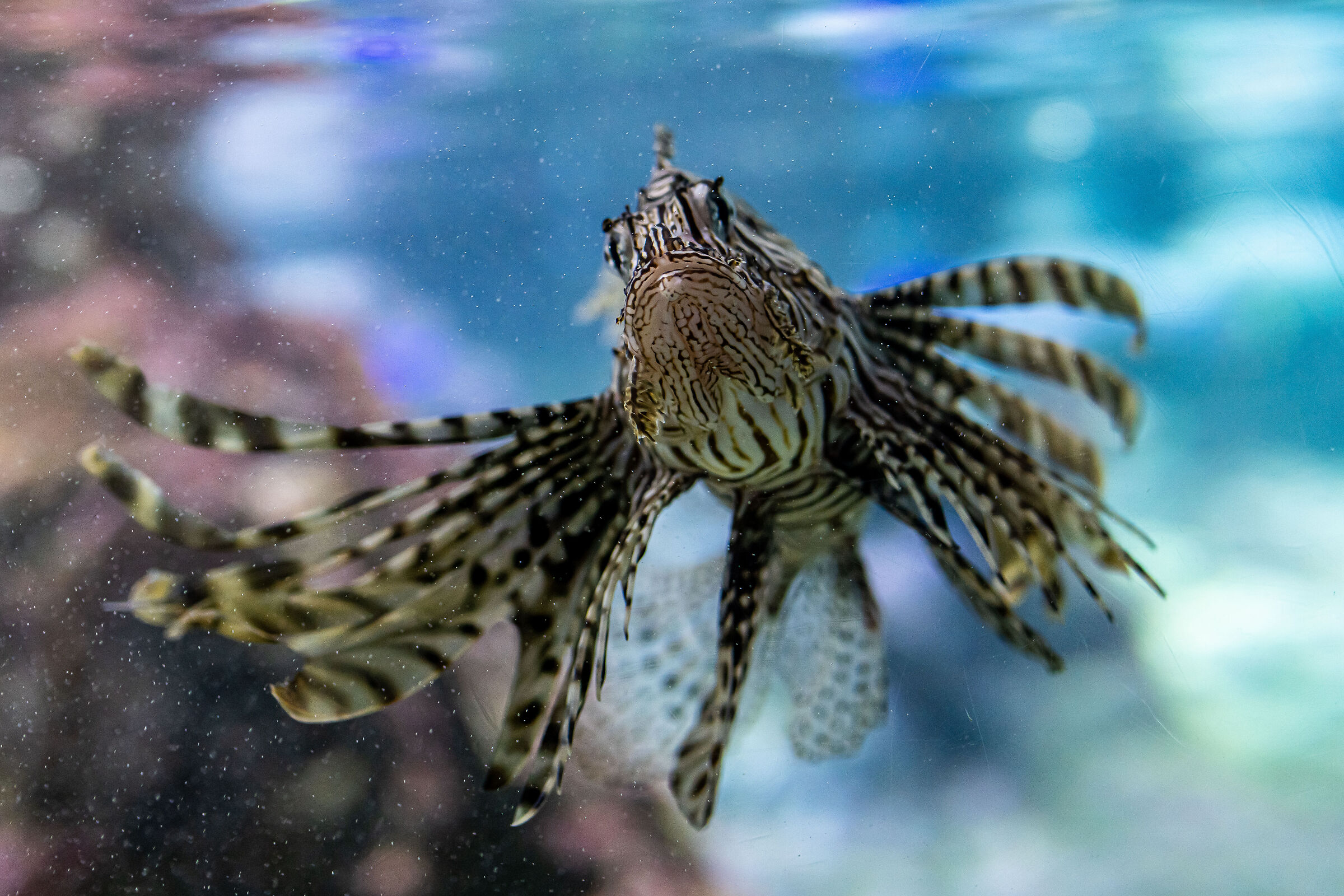 Acquario di Genova Scorpione