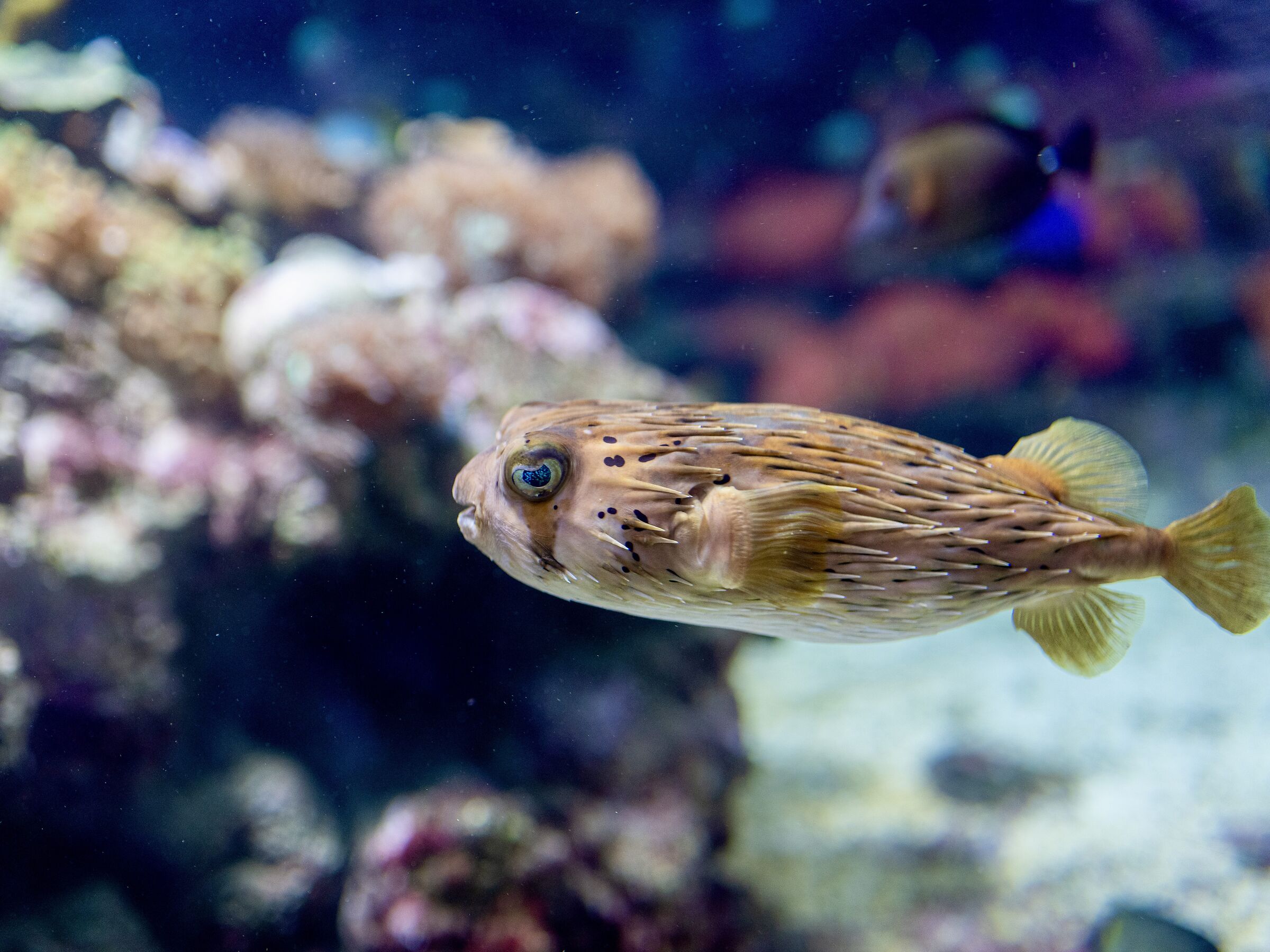 Acquario di Genova Palla