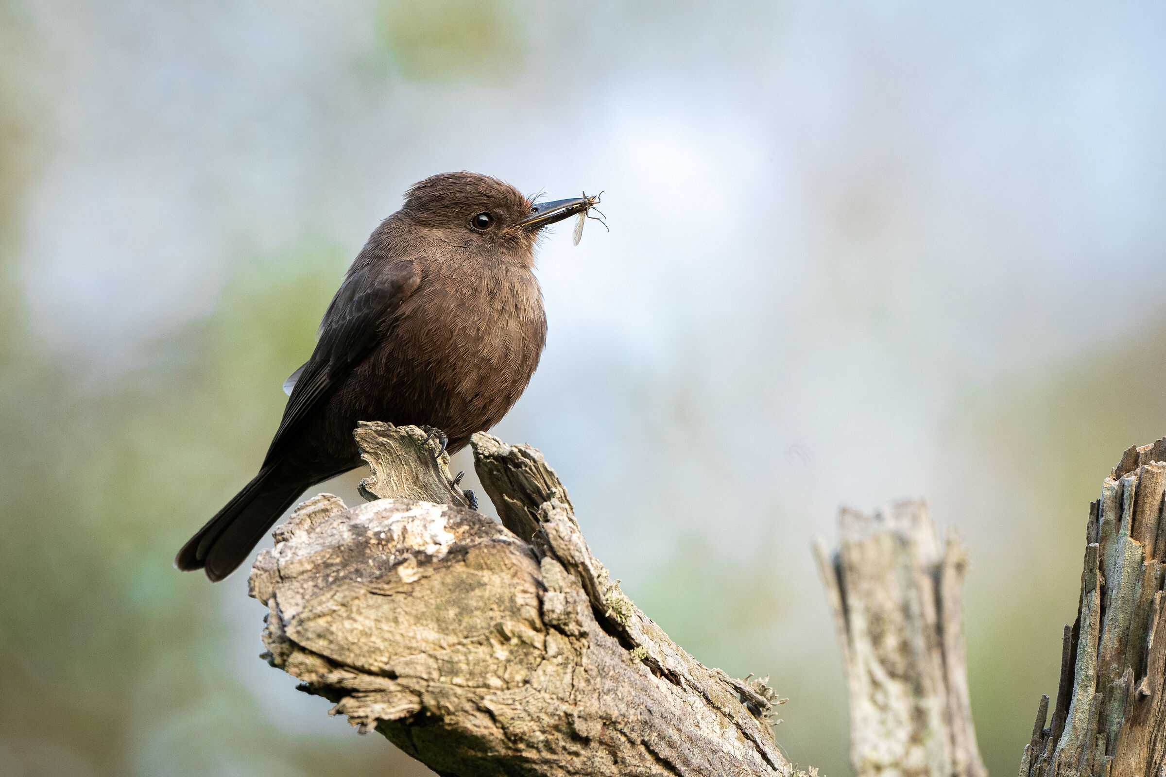 Vermilion Flycatcher Dark Morph