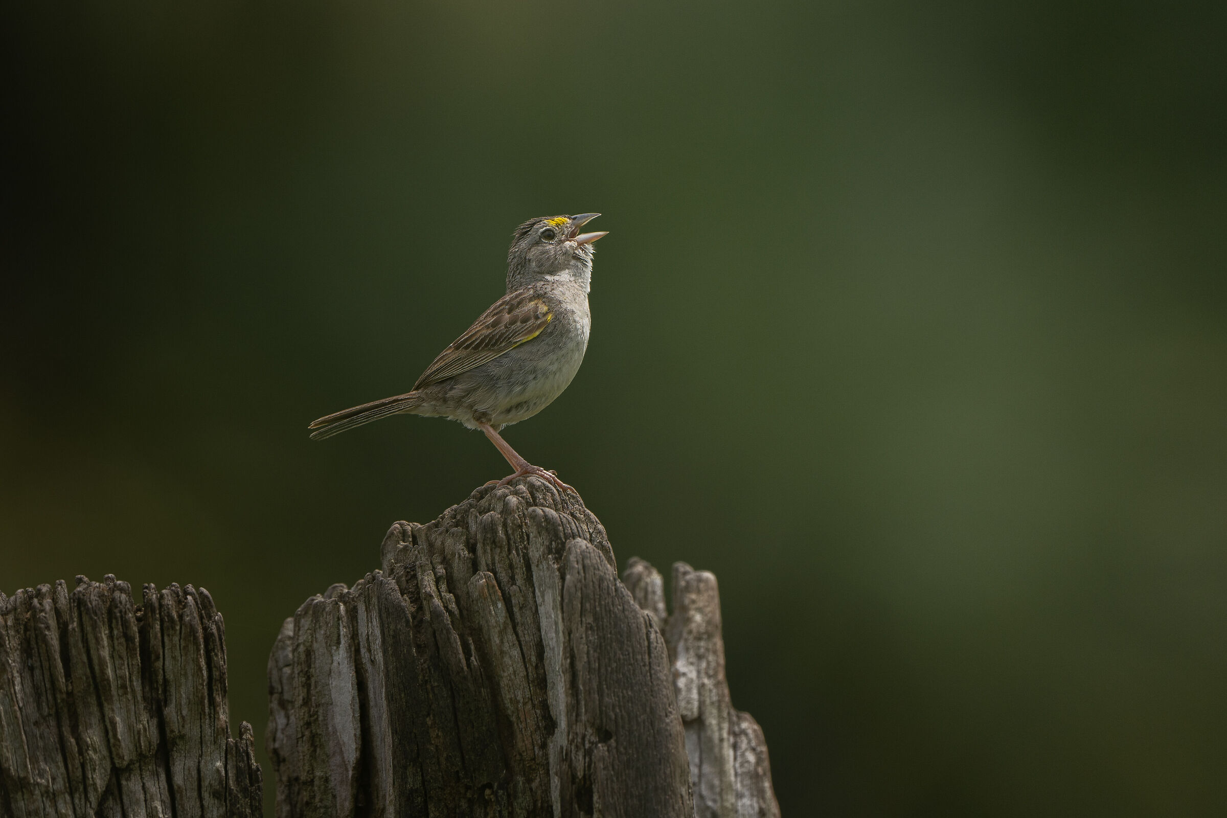 Yellow Browed Sparrow