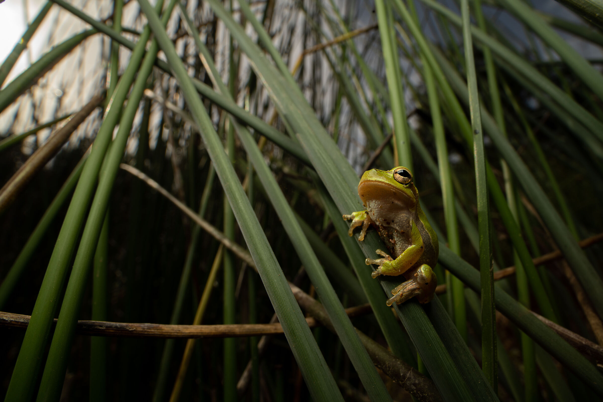 Hyla sardinian wide