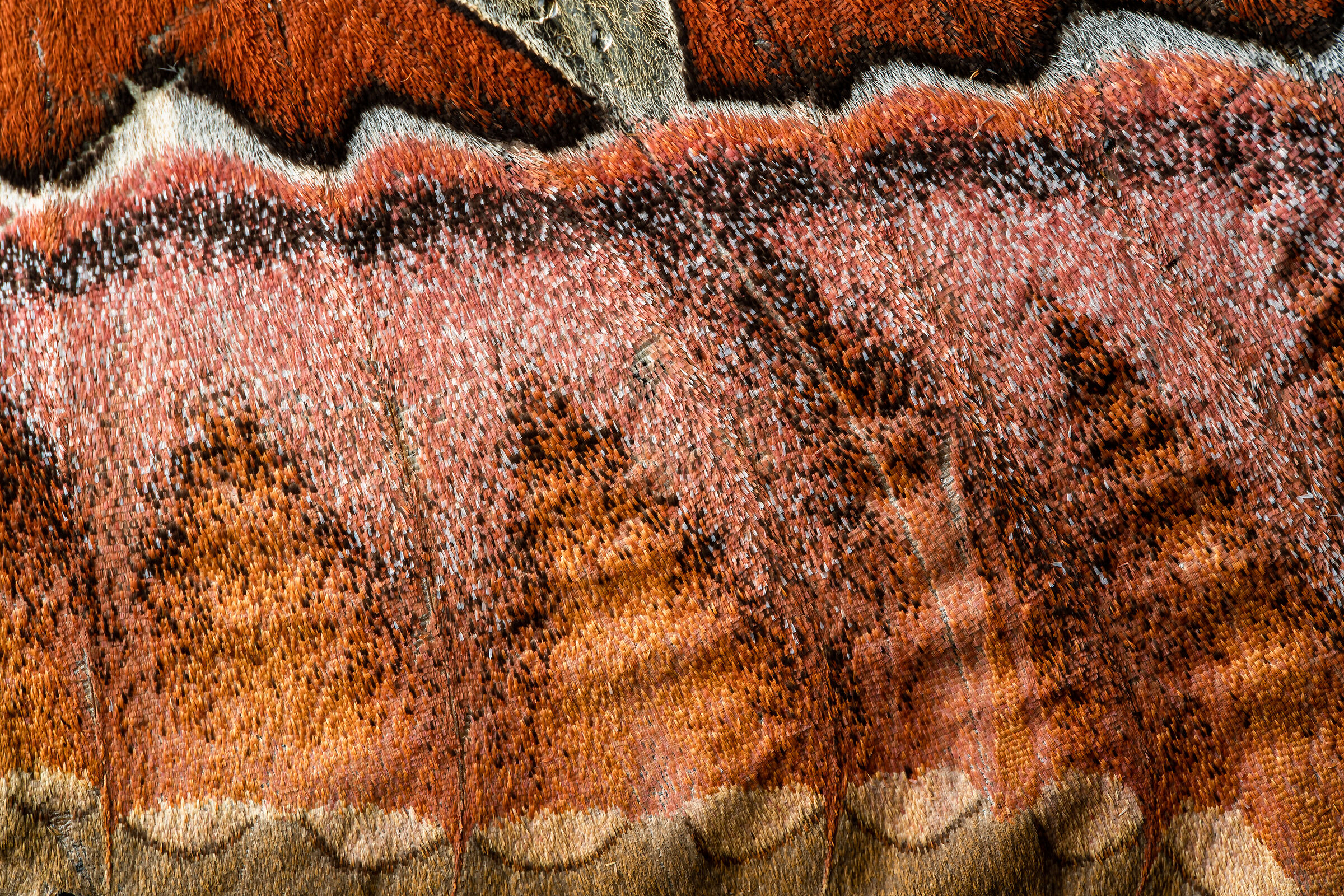 Saturnidae details