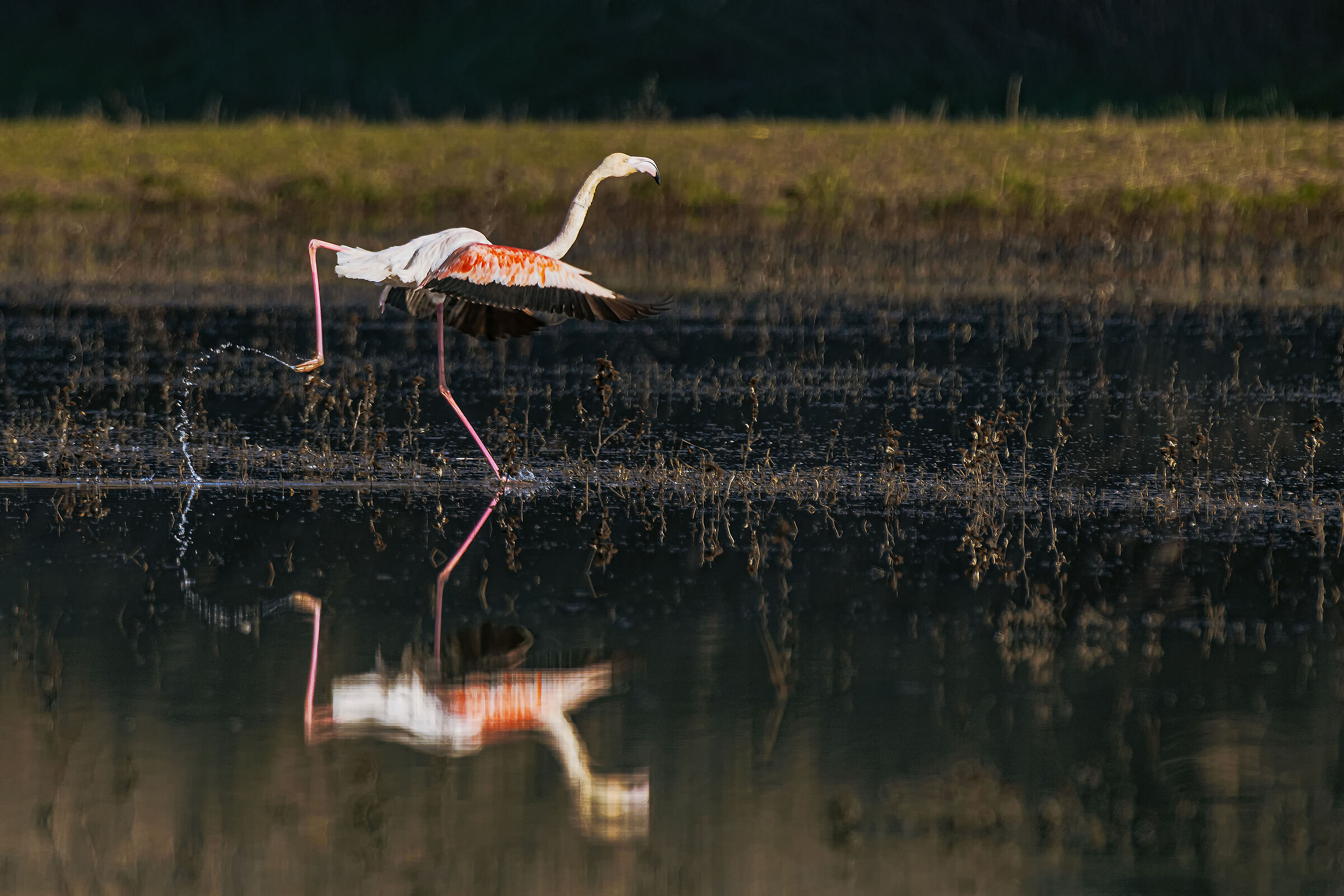 Al lago di Peretola