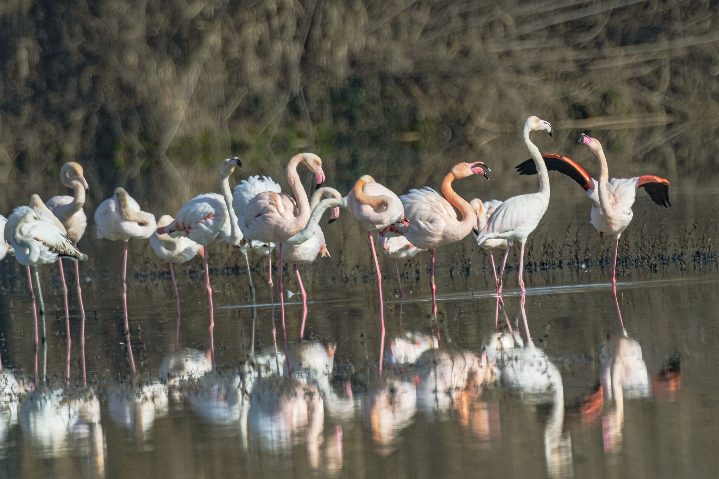 I fenicotteri