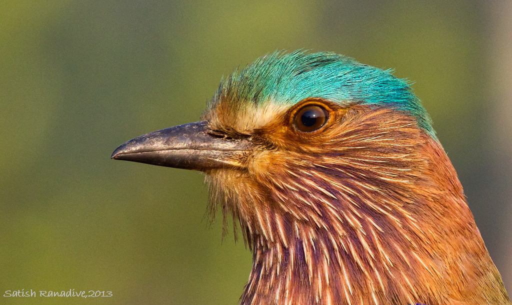 close-up: Indian Roller.