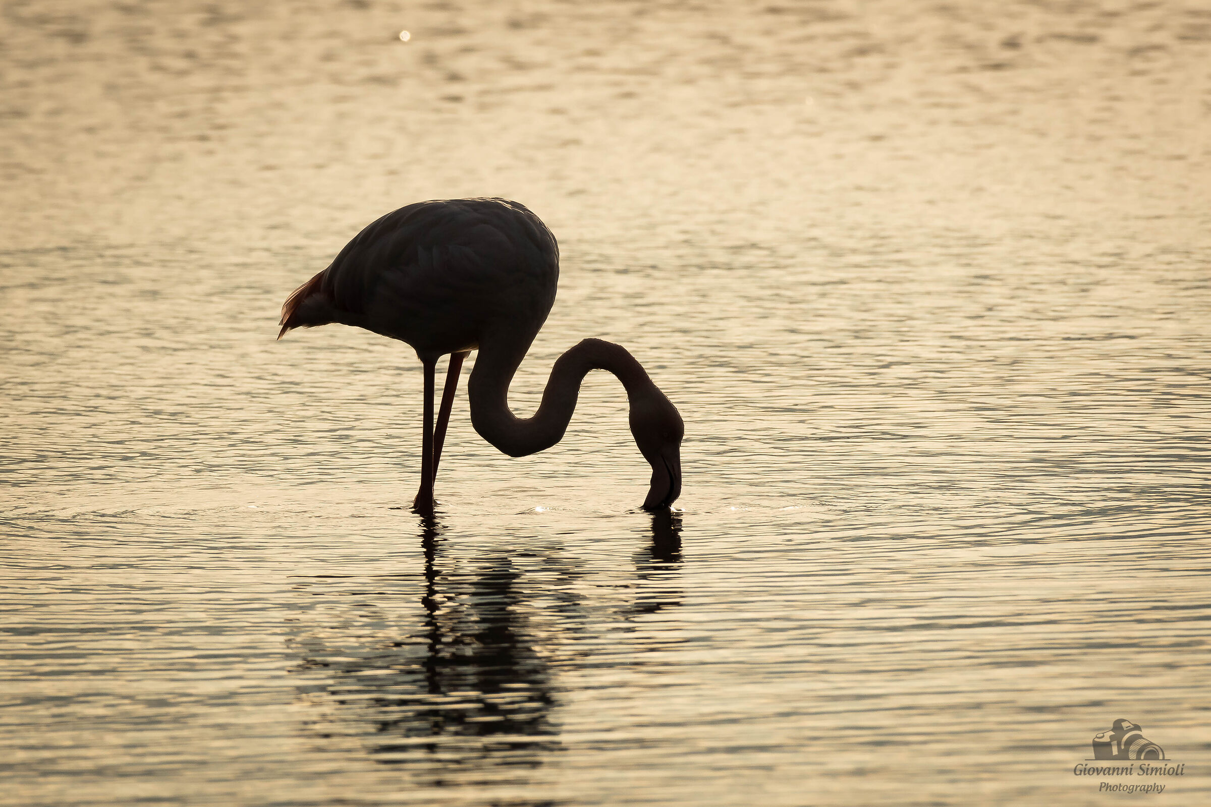 Fenicotteri nel tramonto