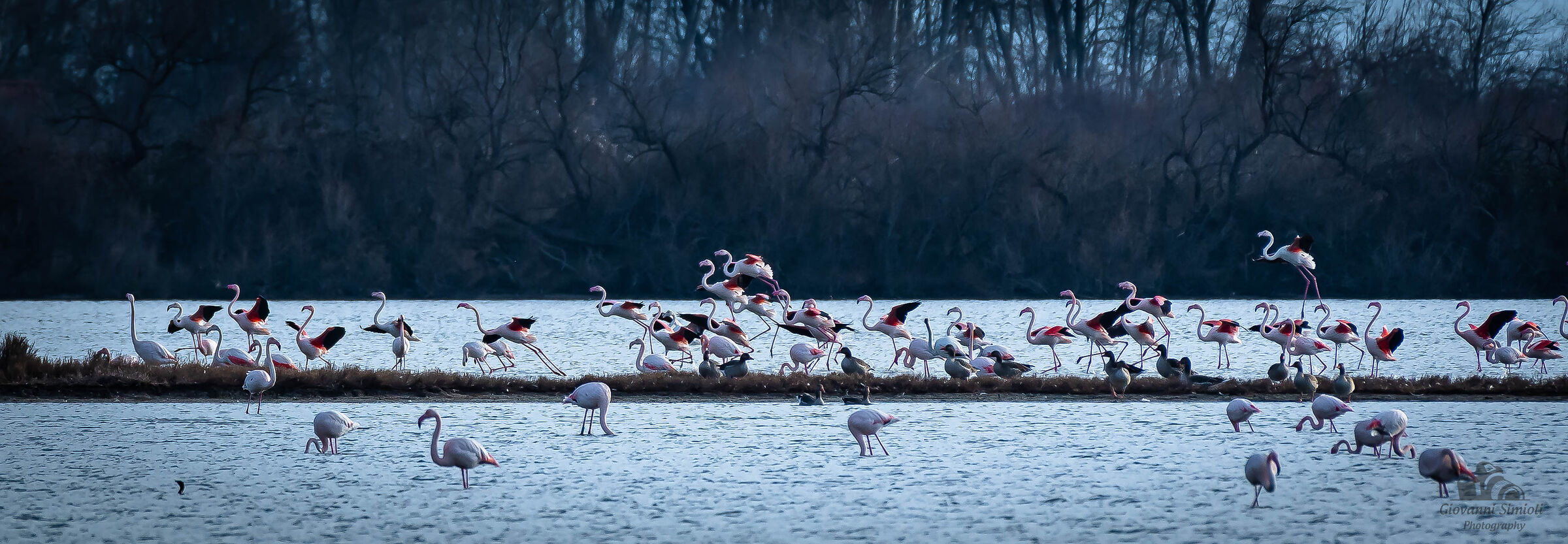 Flamingos in Valle Cavanata, Fossalon di Grado