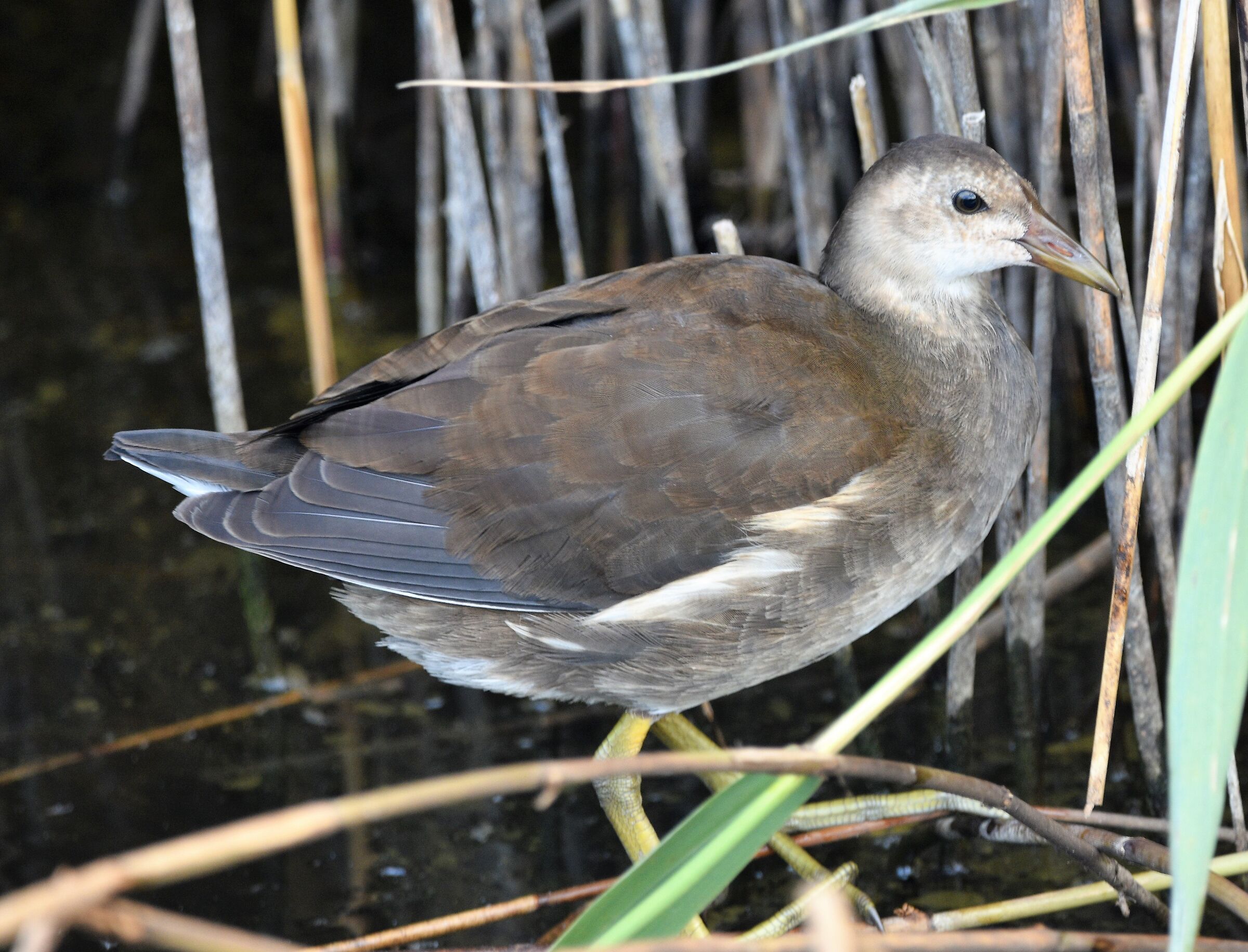 young moorhen oasis LIPU Massaciuccoli