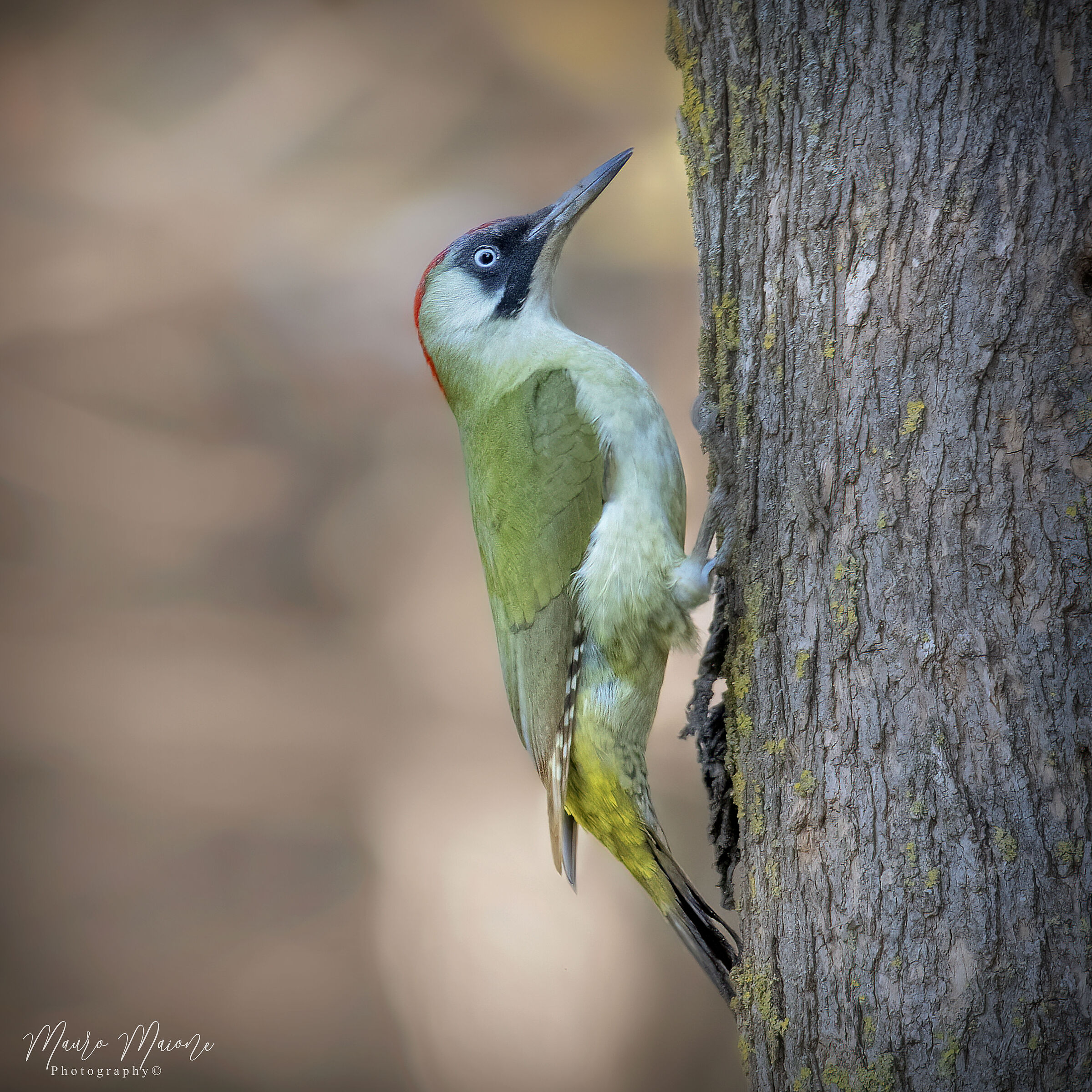 picchio verde femmina