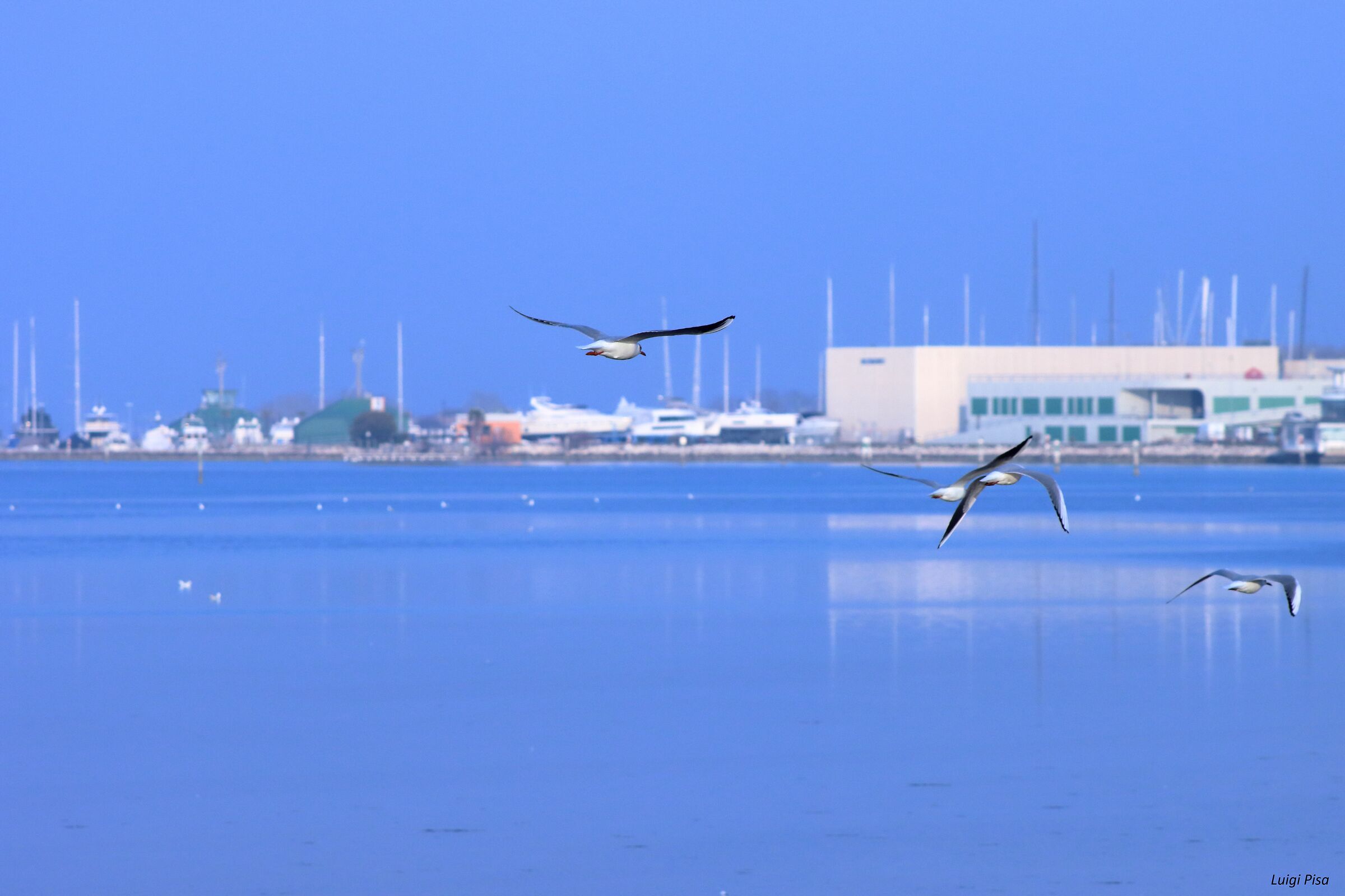 Gabbiani in volo