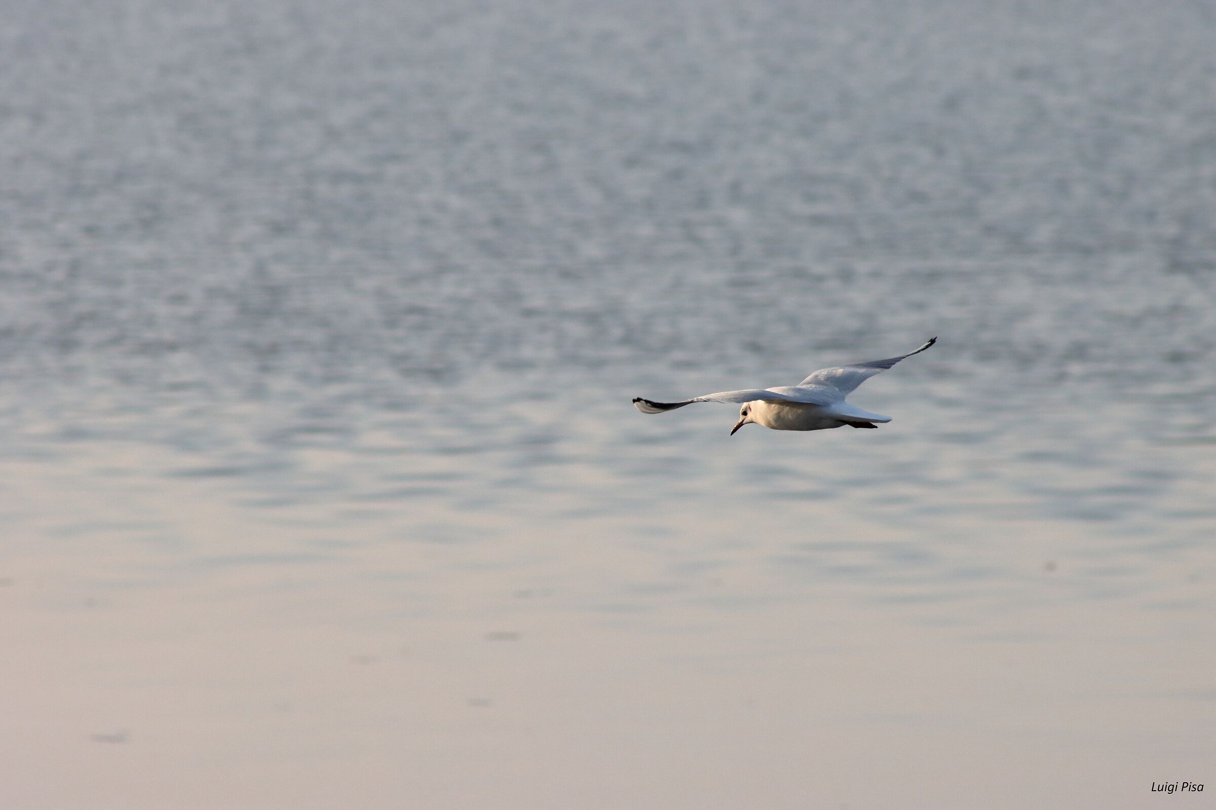 Planata di un Gabbiano