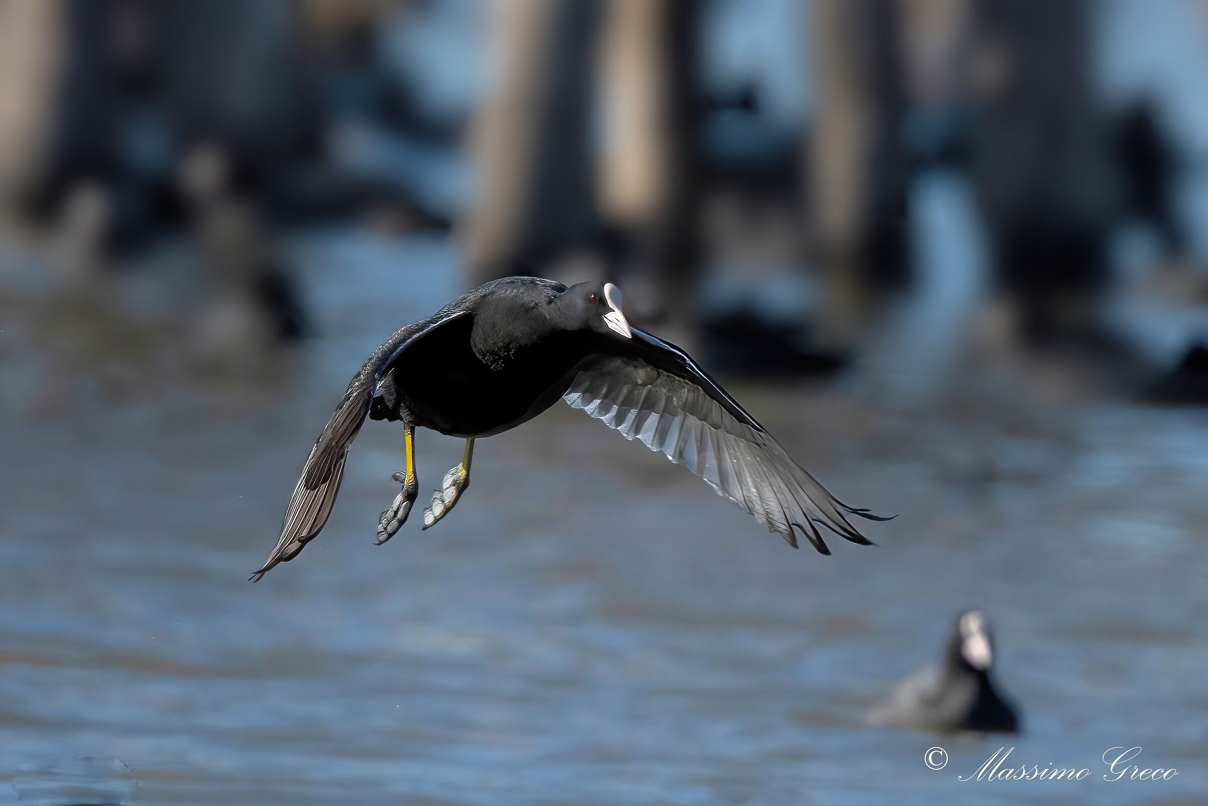 Folaga (Fulica atra)