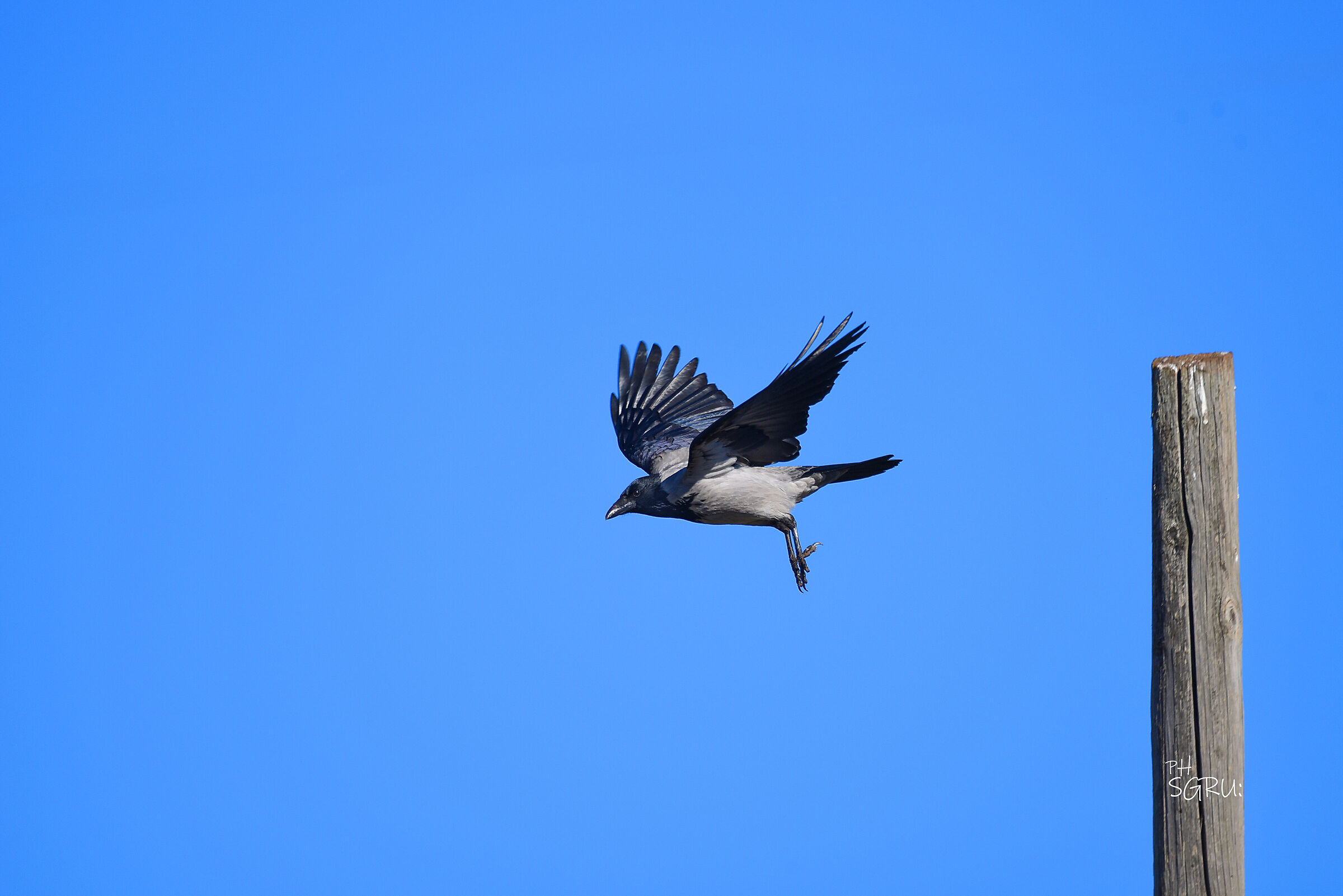 Lo stacco del cornacchio