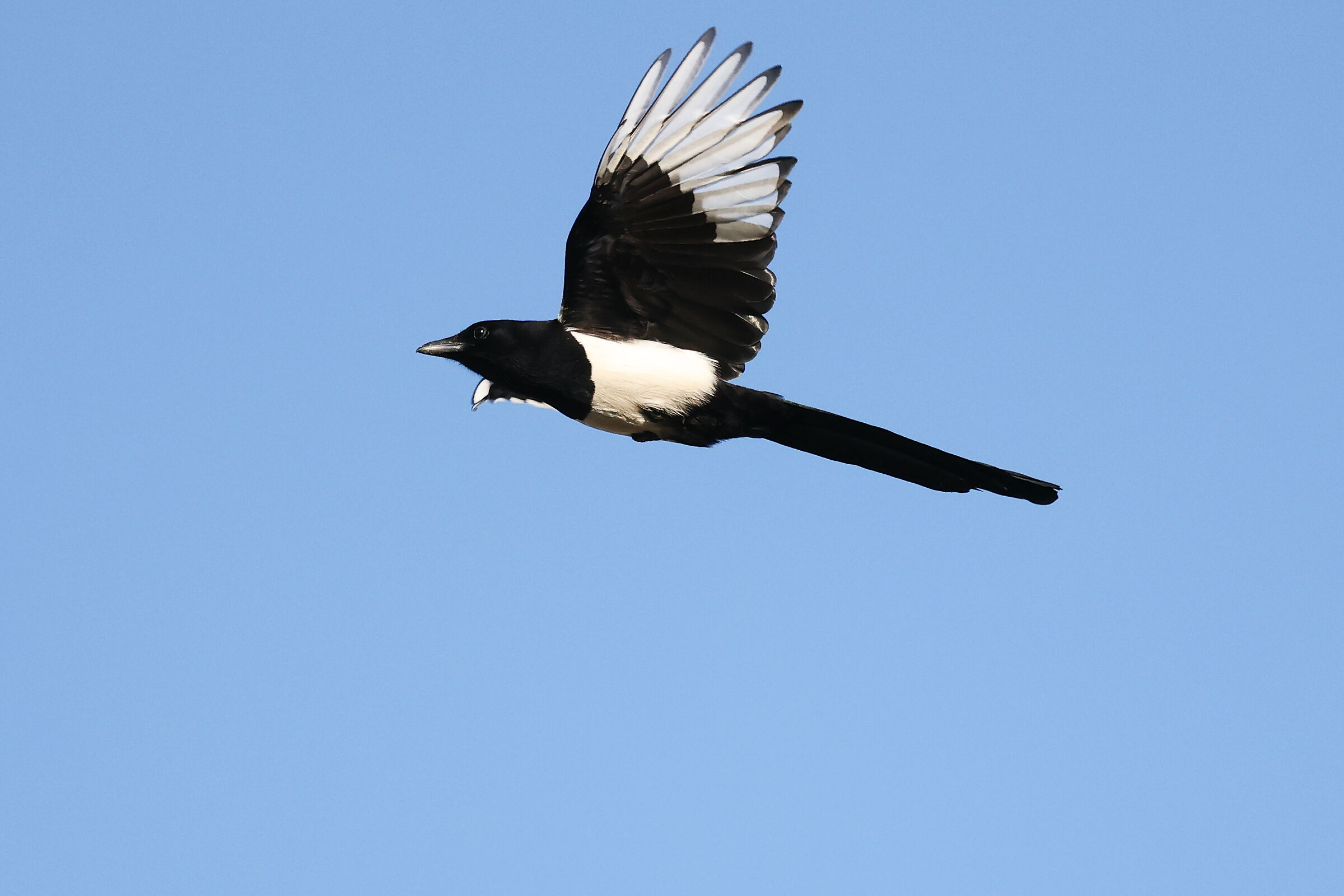 magpie