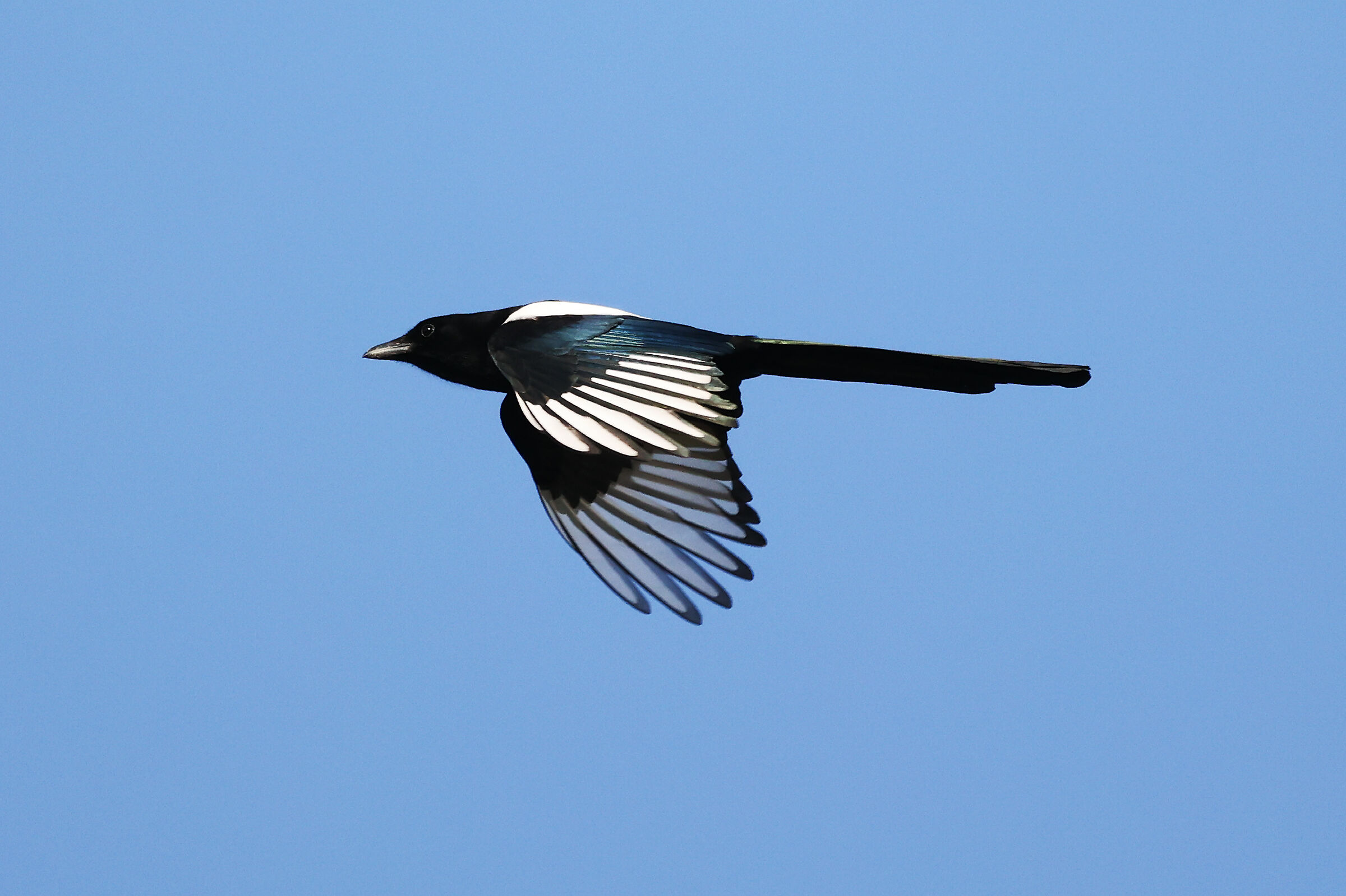 magpie
