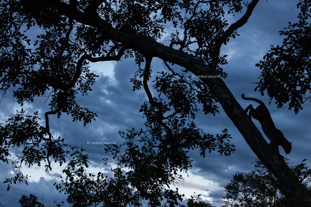 Zambia Cancels All Trophy Hunting Licences.