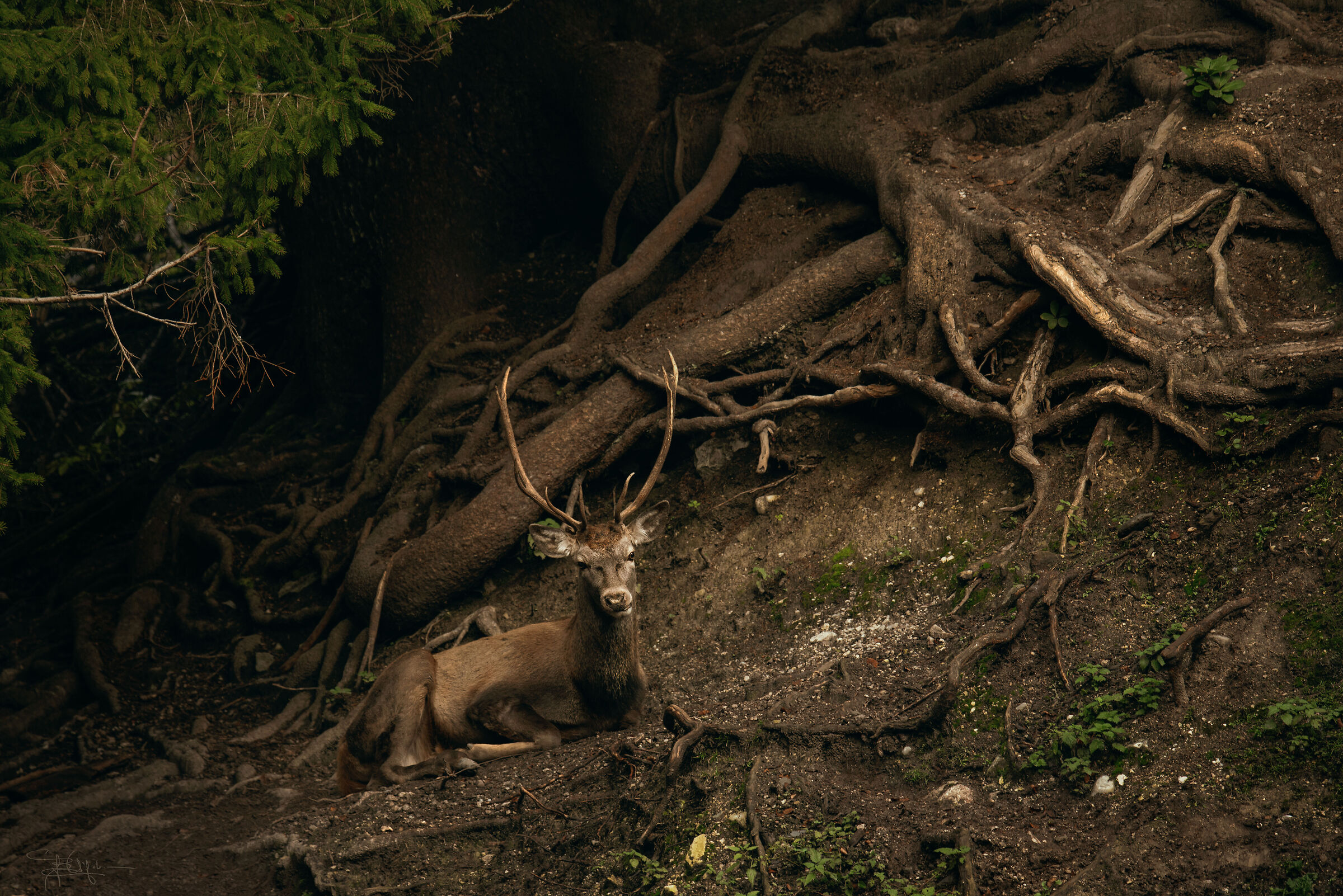 Il Re del Reame Boscoso