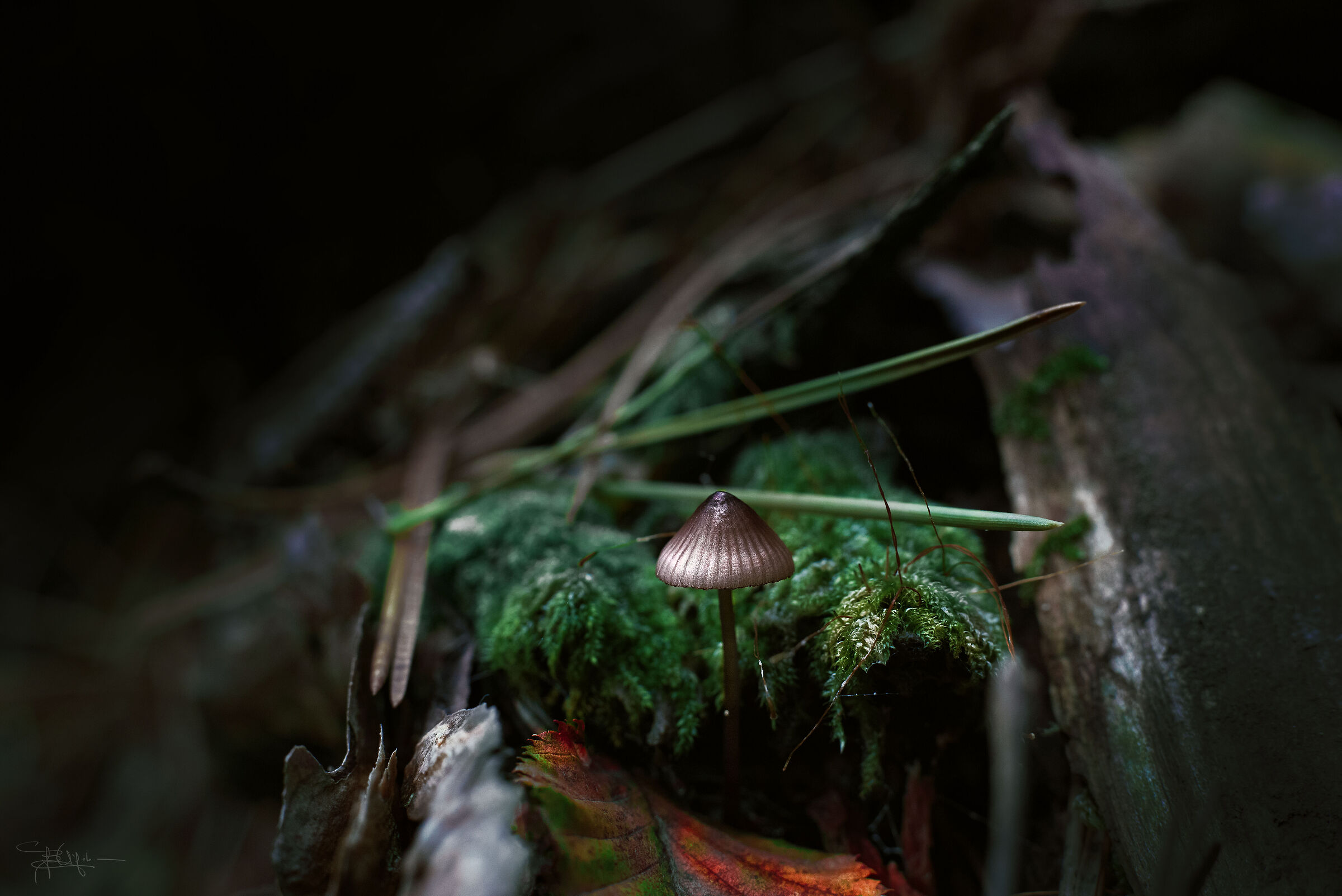 Guarda più da vicino