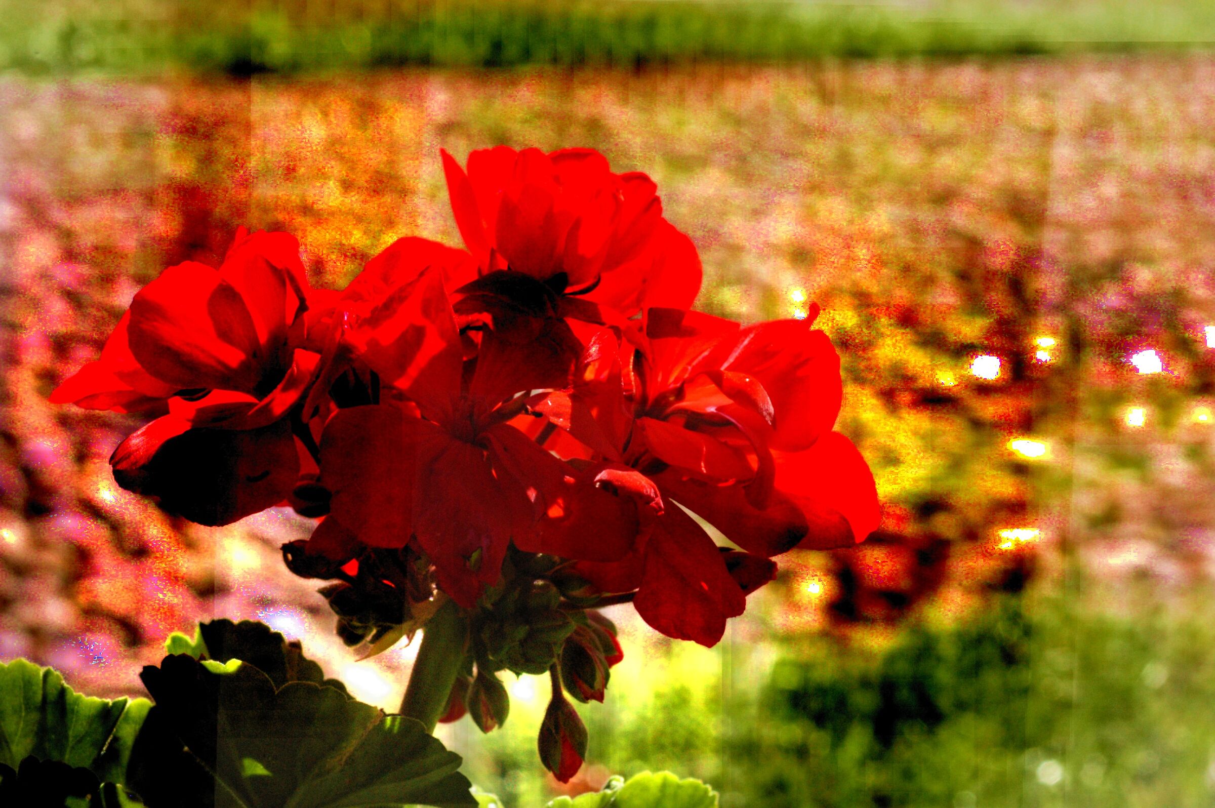 Geranium