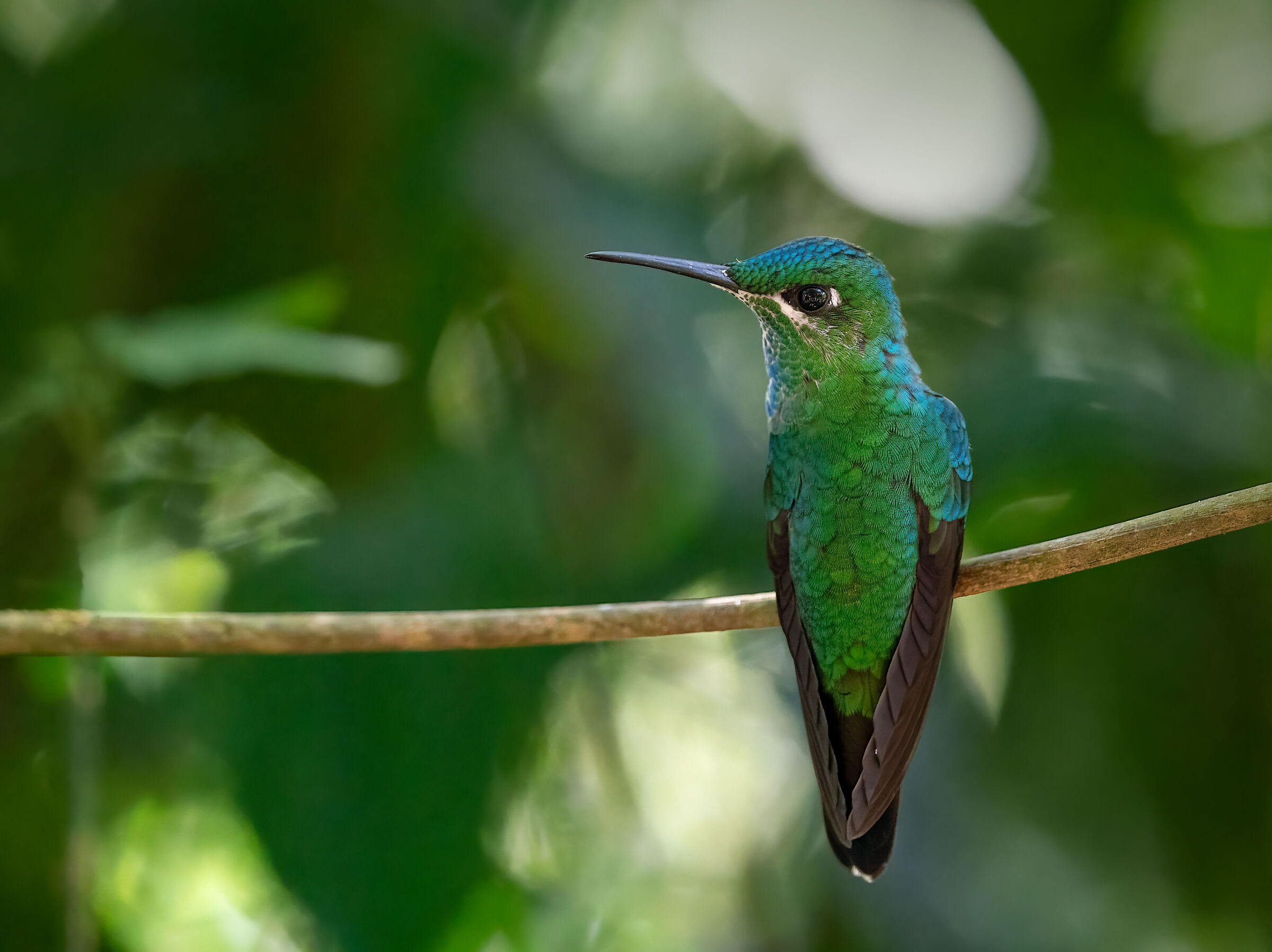 Colibrì