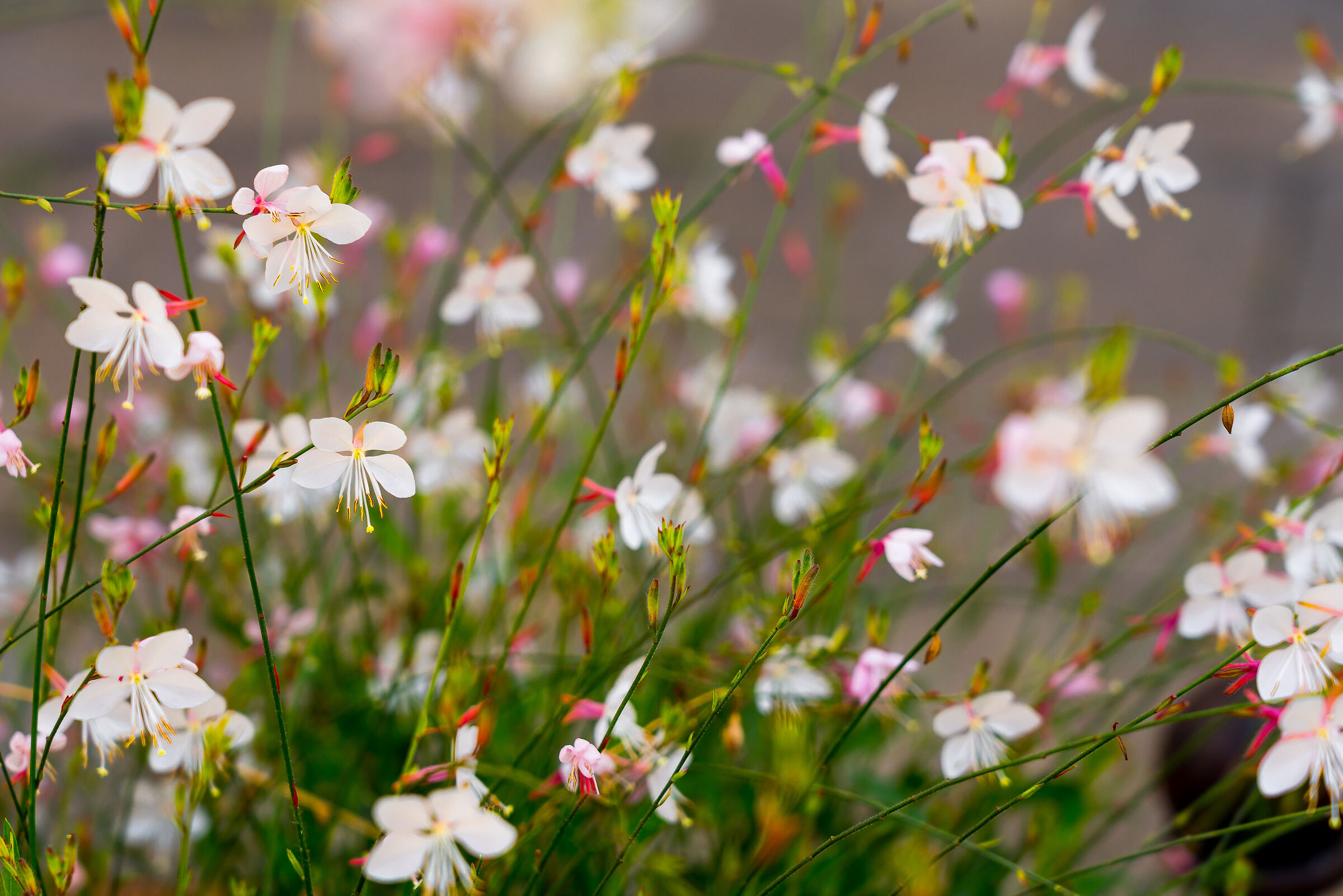 Waiting... splashes of spring.