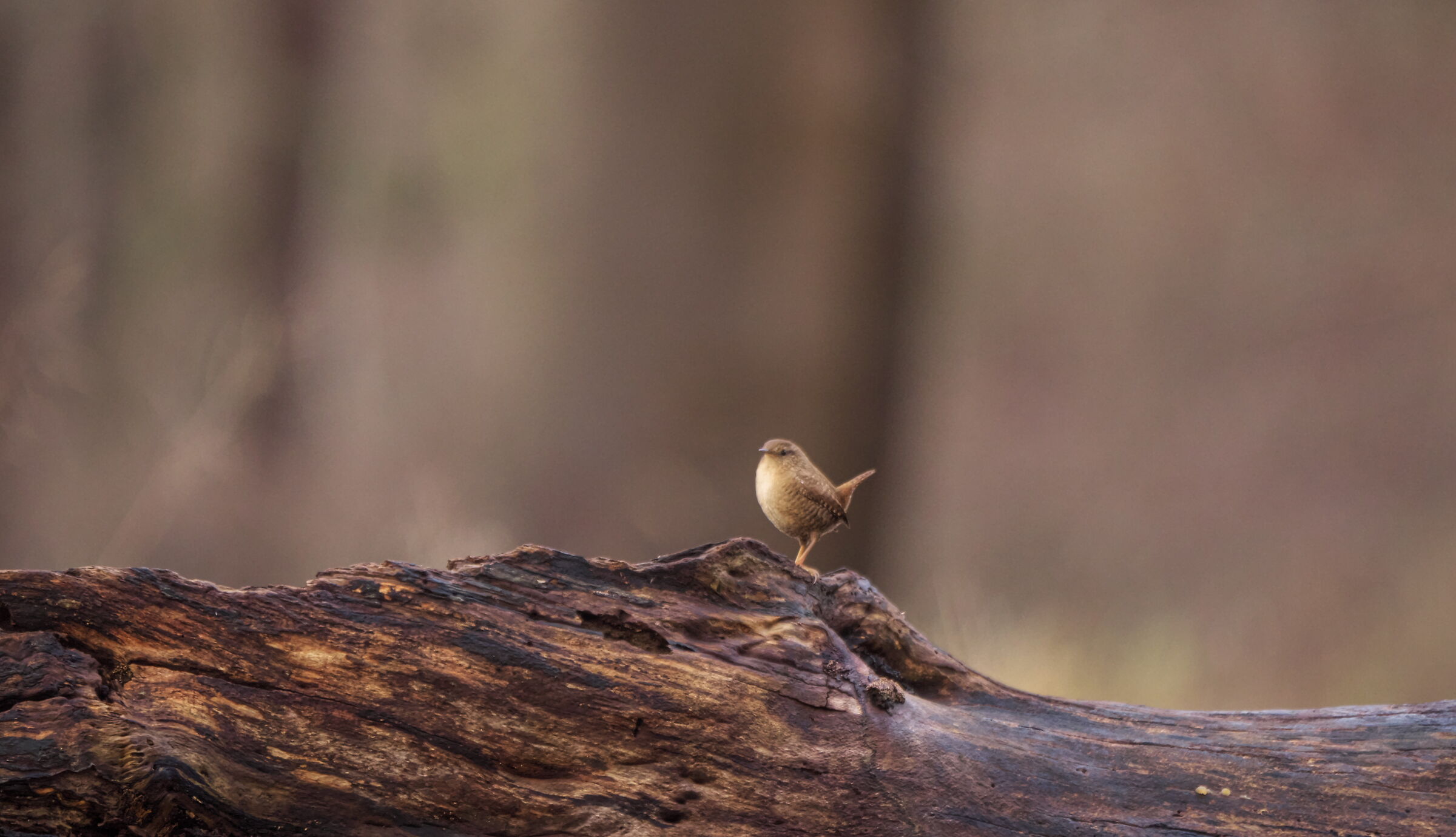 Wren
