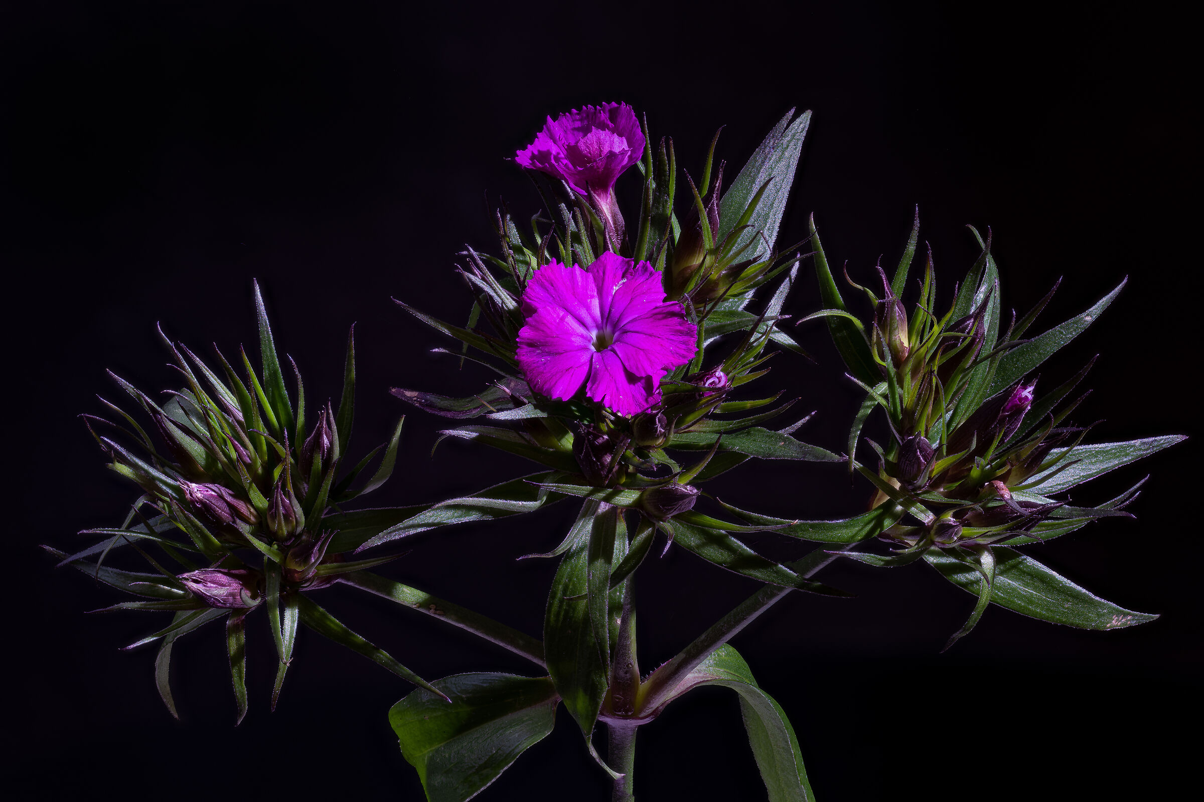Dianthus barbatus